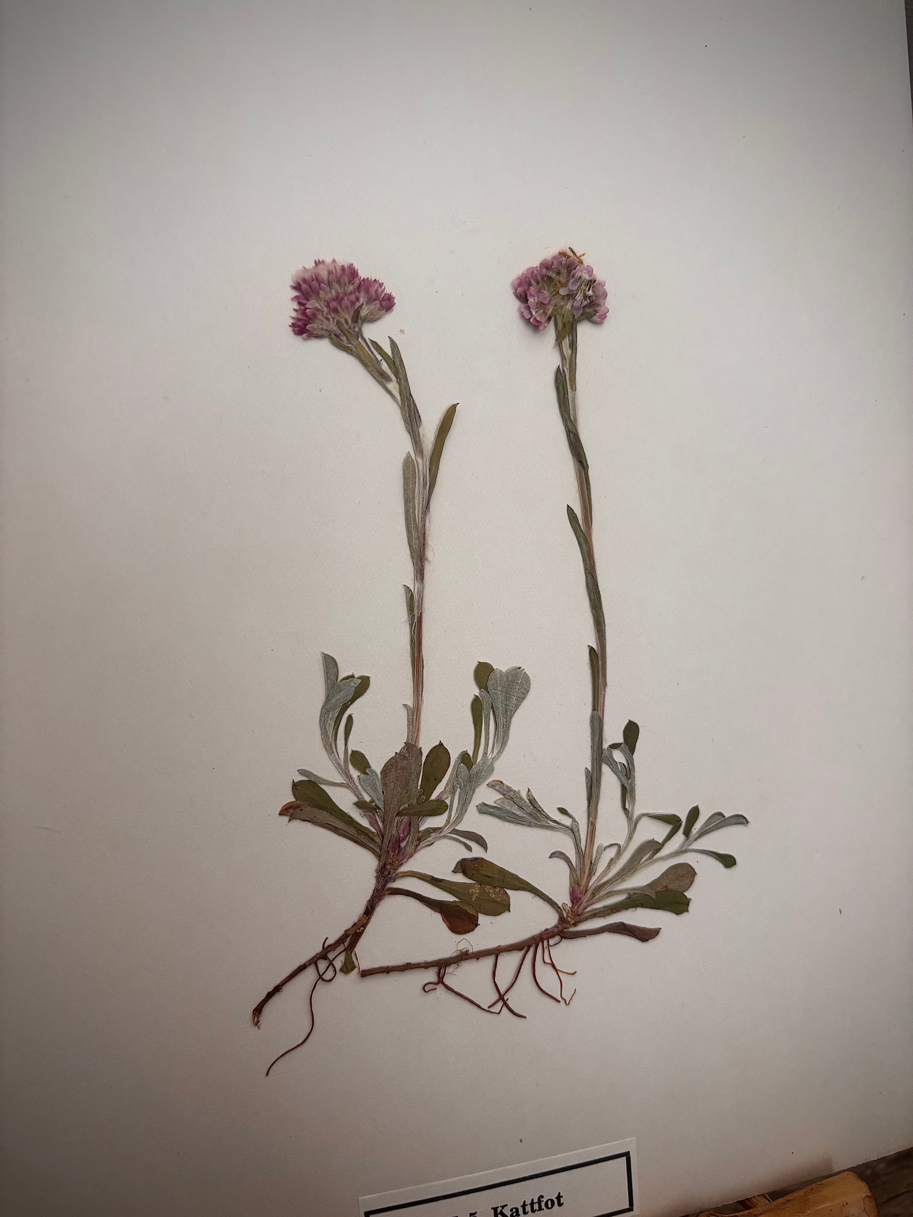 Vintage Pressed Swedish Herbarium E.5. Kattfot (Pussytoes)