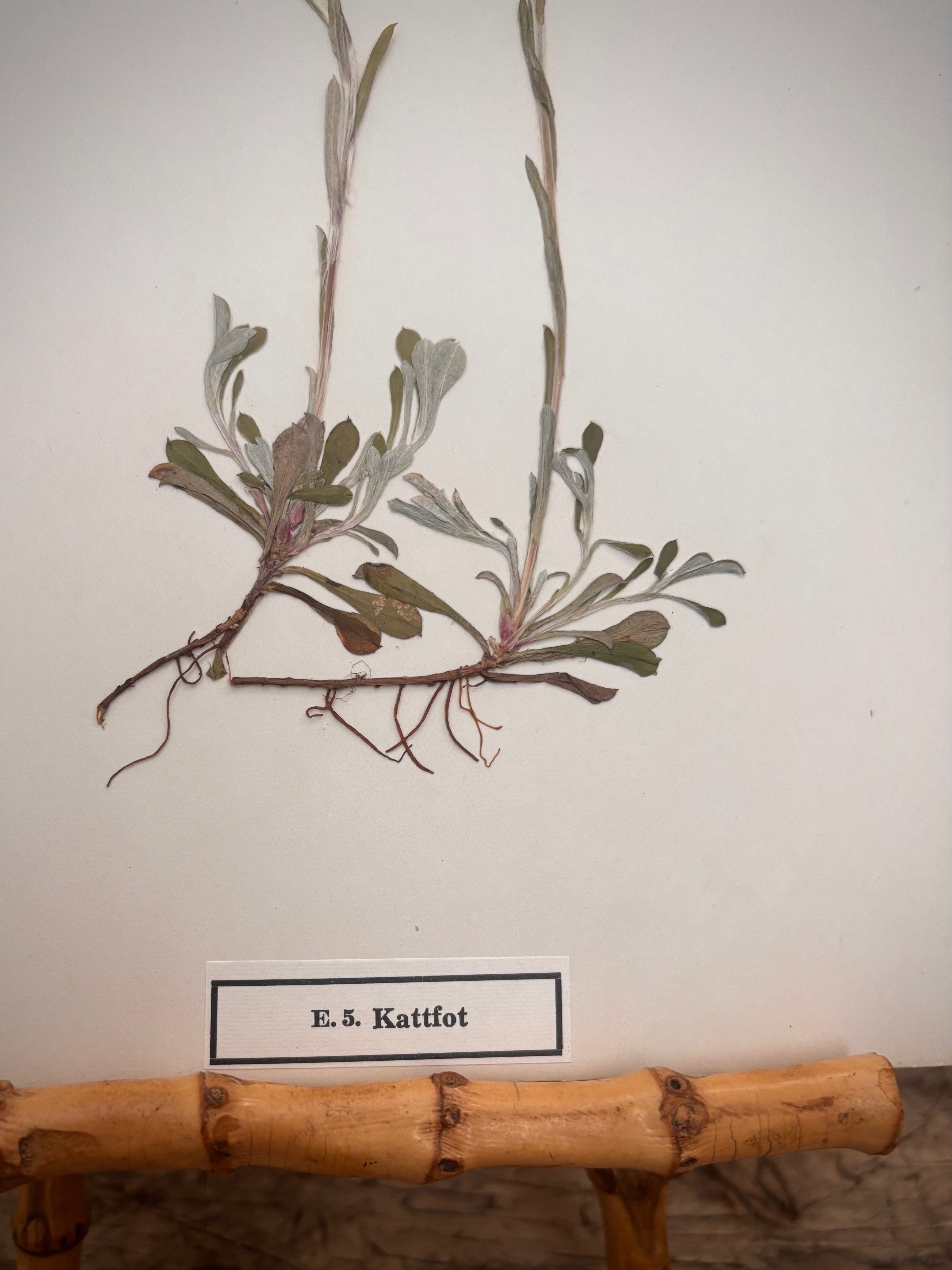Vintage Pressed Swedish Herbarium E.5. Kattfot (Pussytoes)