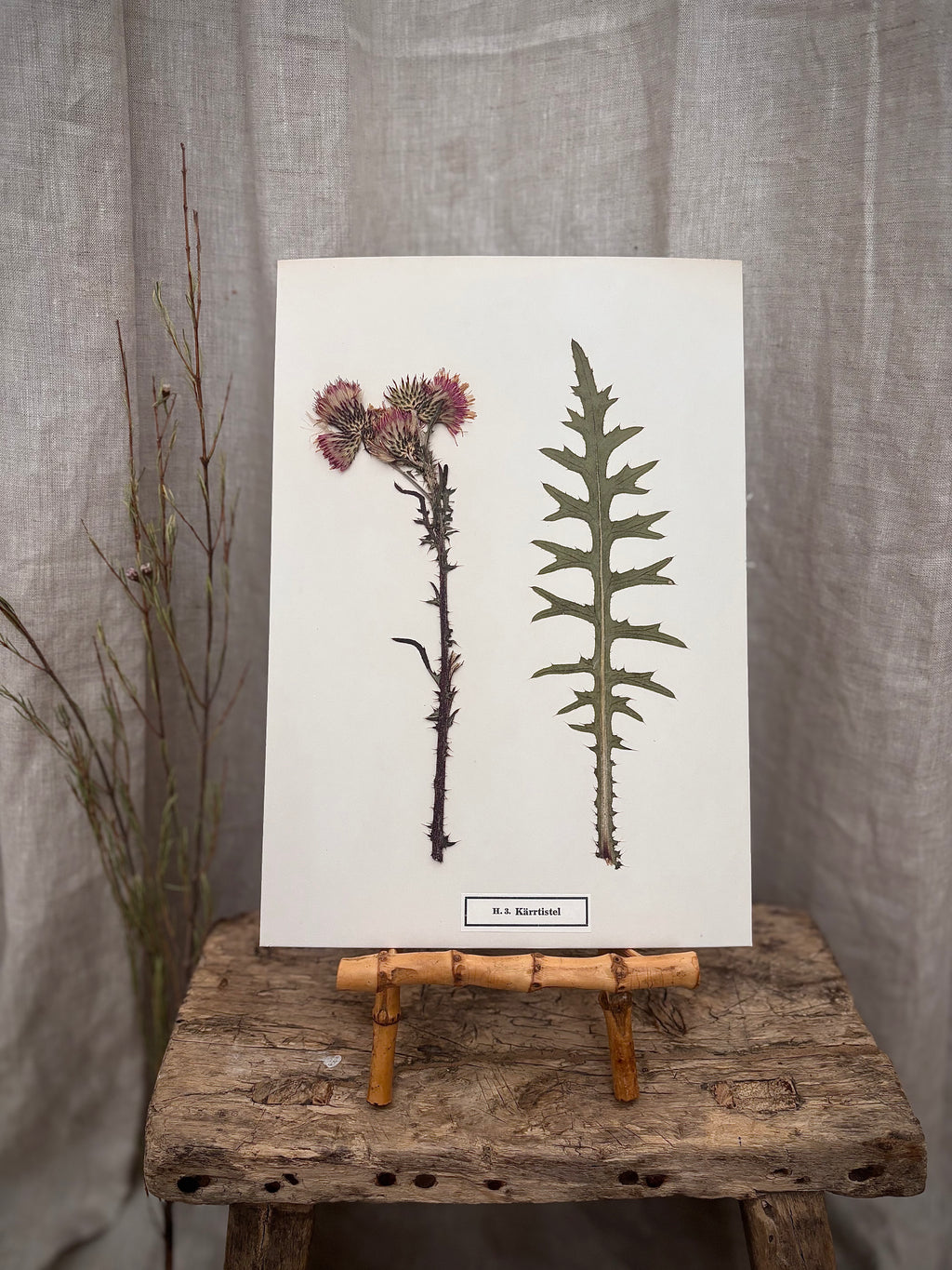 Vintage Pressed Swedish Herbarium H.3. Kärrtistel (Marsh Thistle)