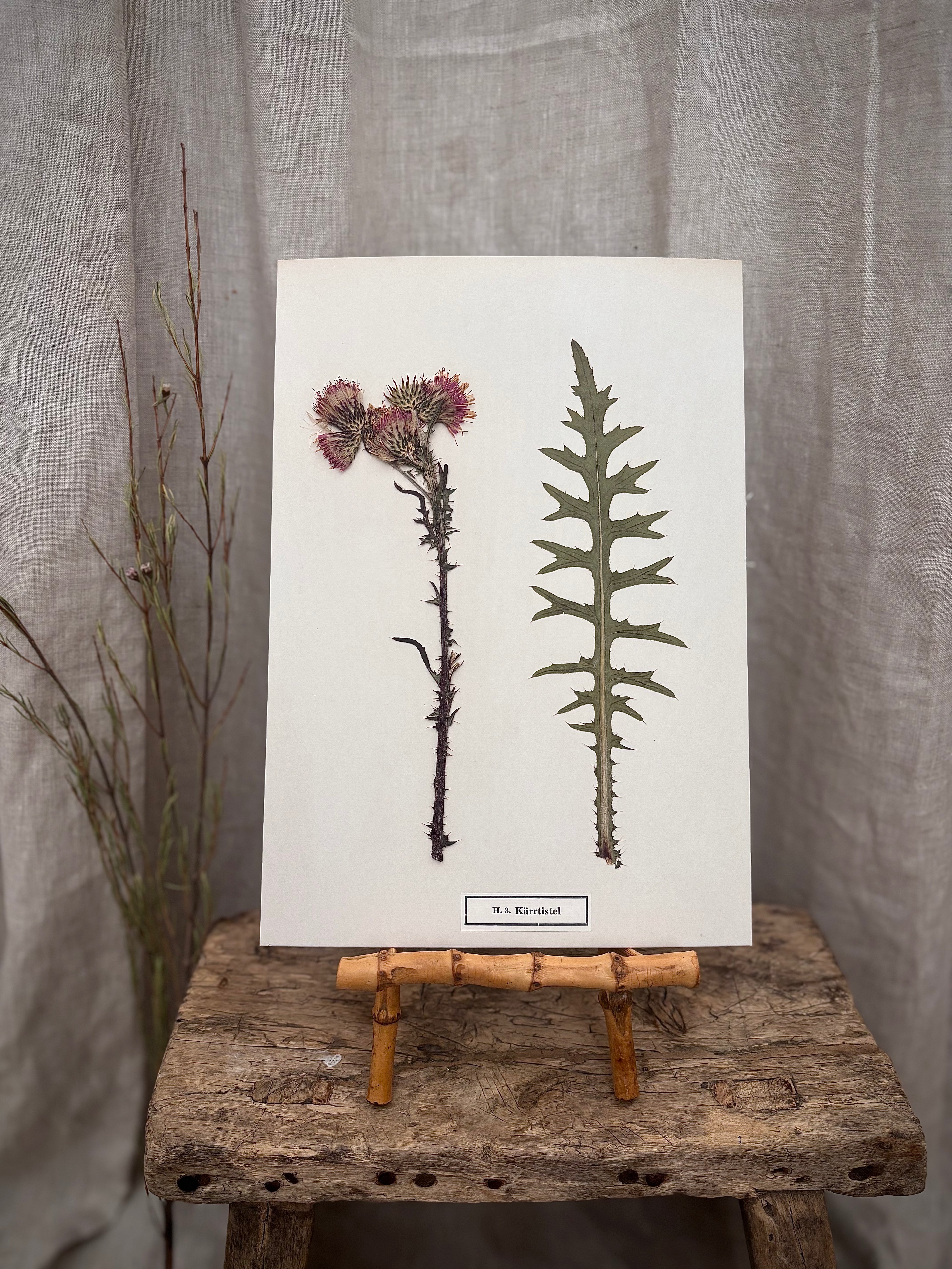 Vintage Pressed Swedish Herbarium H.3. Kärrtistel (Marsh Thistle)