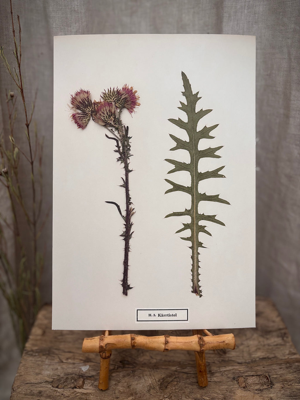 Vintage Pressed Swedish Herbarium H.3. Kärrtistel (Marsh Thistle)