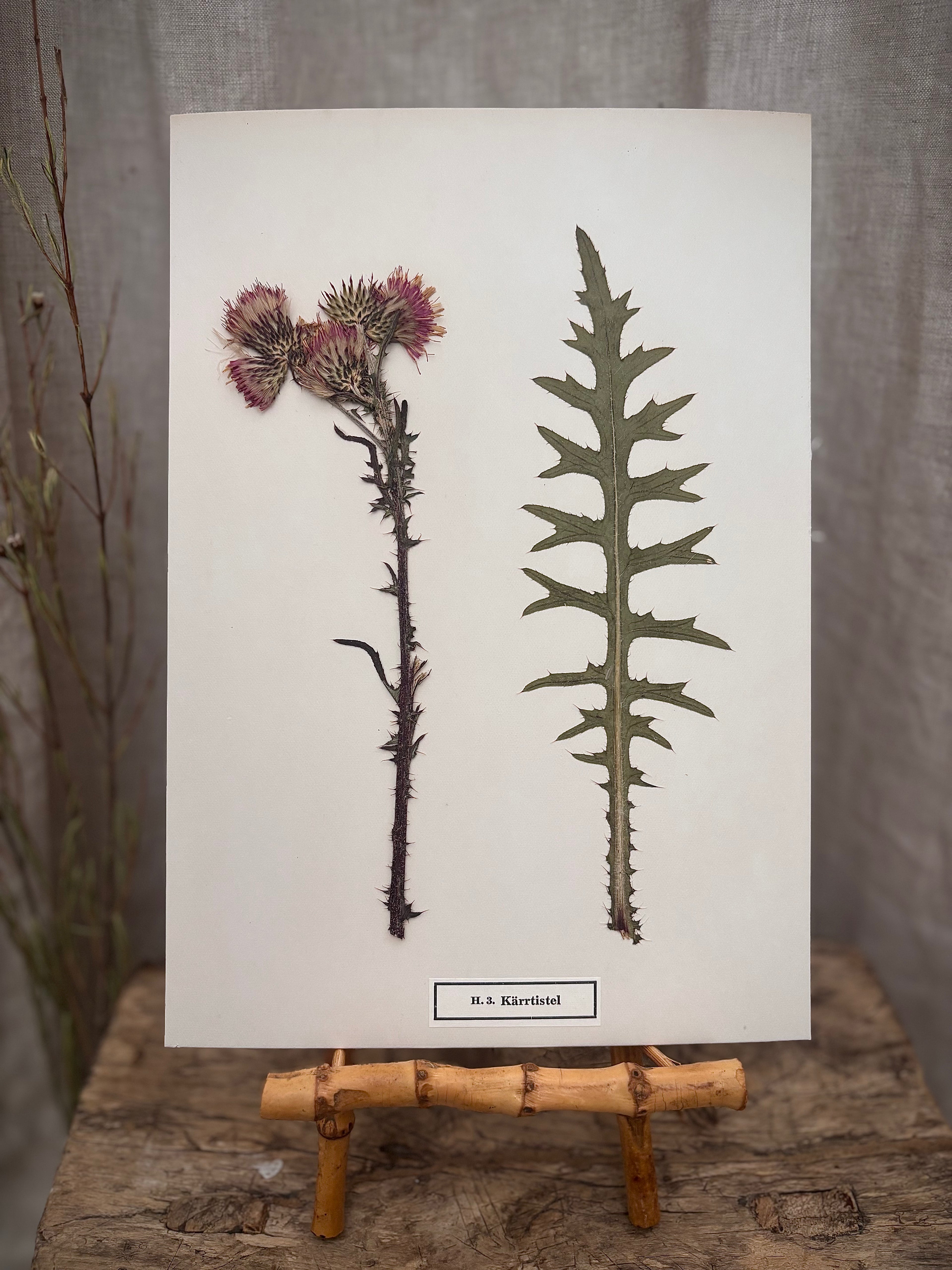 Vintage Pressed Swedish Herbarium H.3. Kärrtistel (Marsh Thistle)