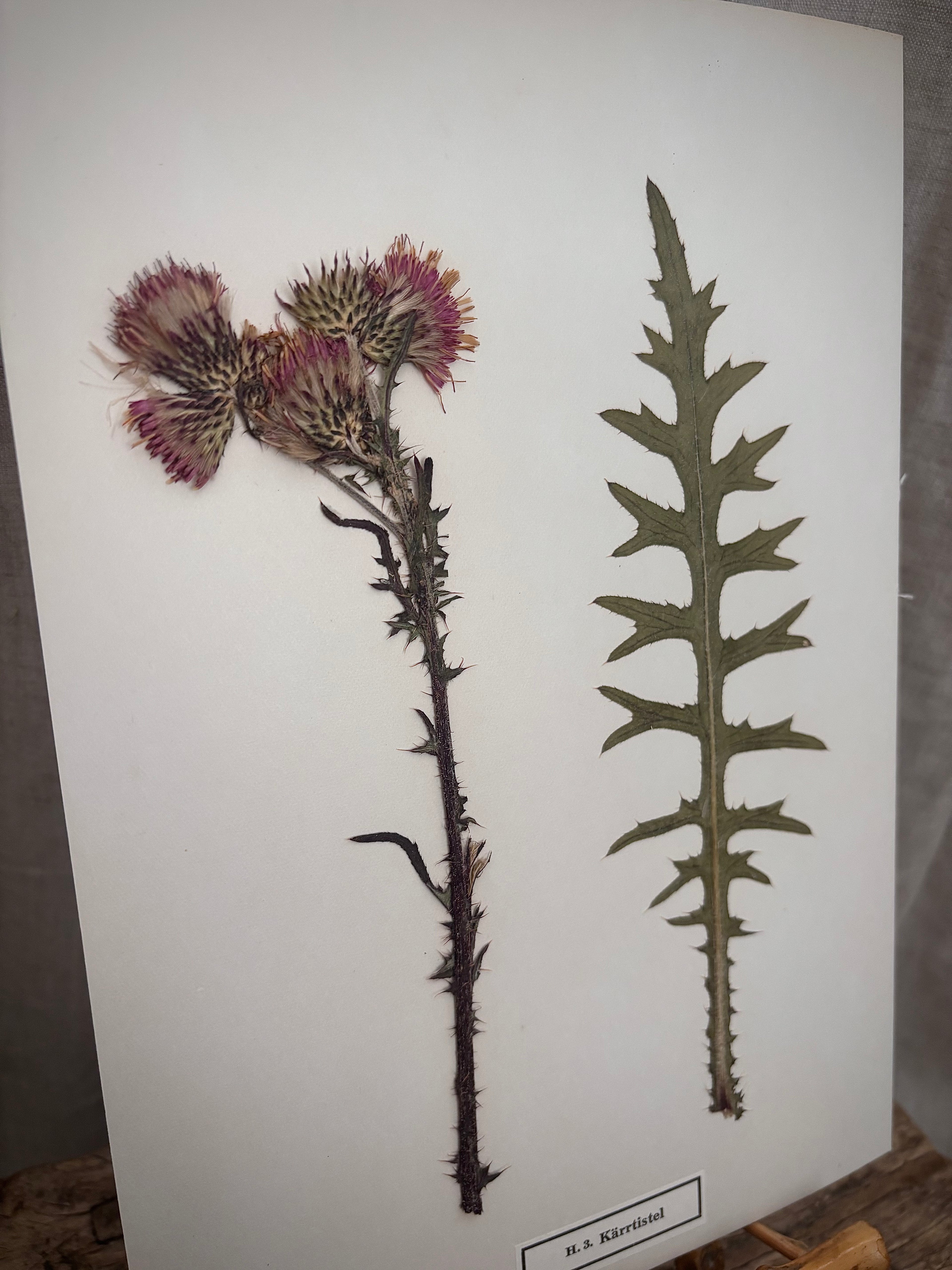Vintage Pressed Swedish Herbarium H.3. Kärrtistel (Marsh Thistle)