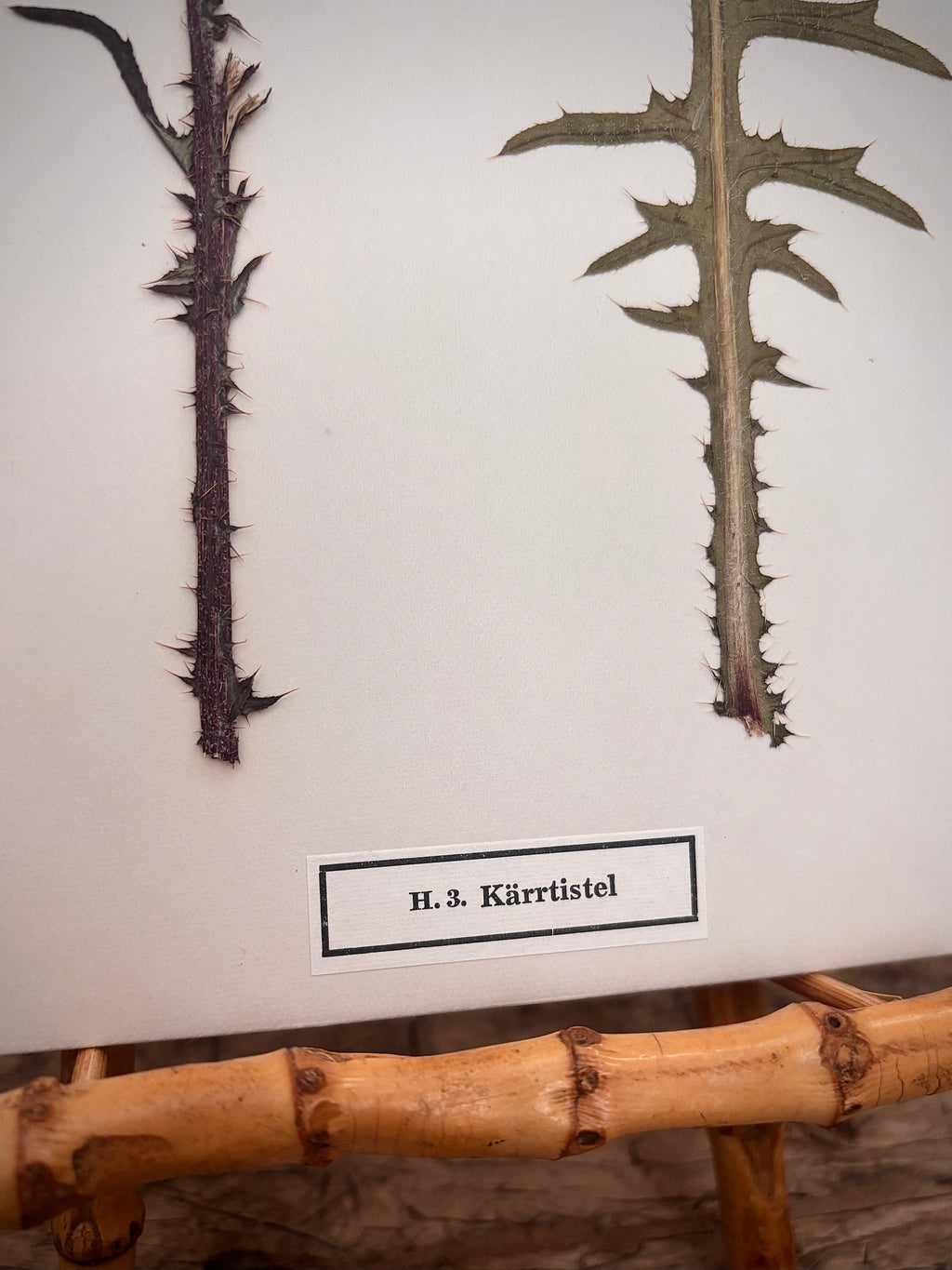 Vintage Pressed Swedish Herbarium H.3. Kärrtistel (Marsh Thistle)