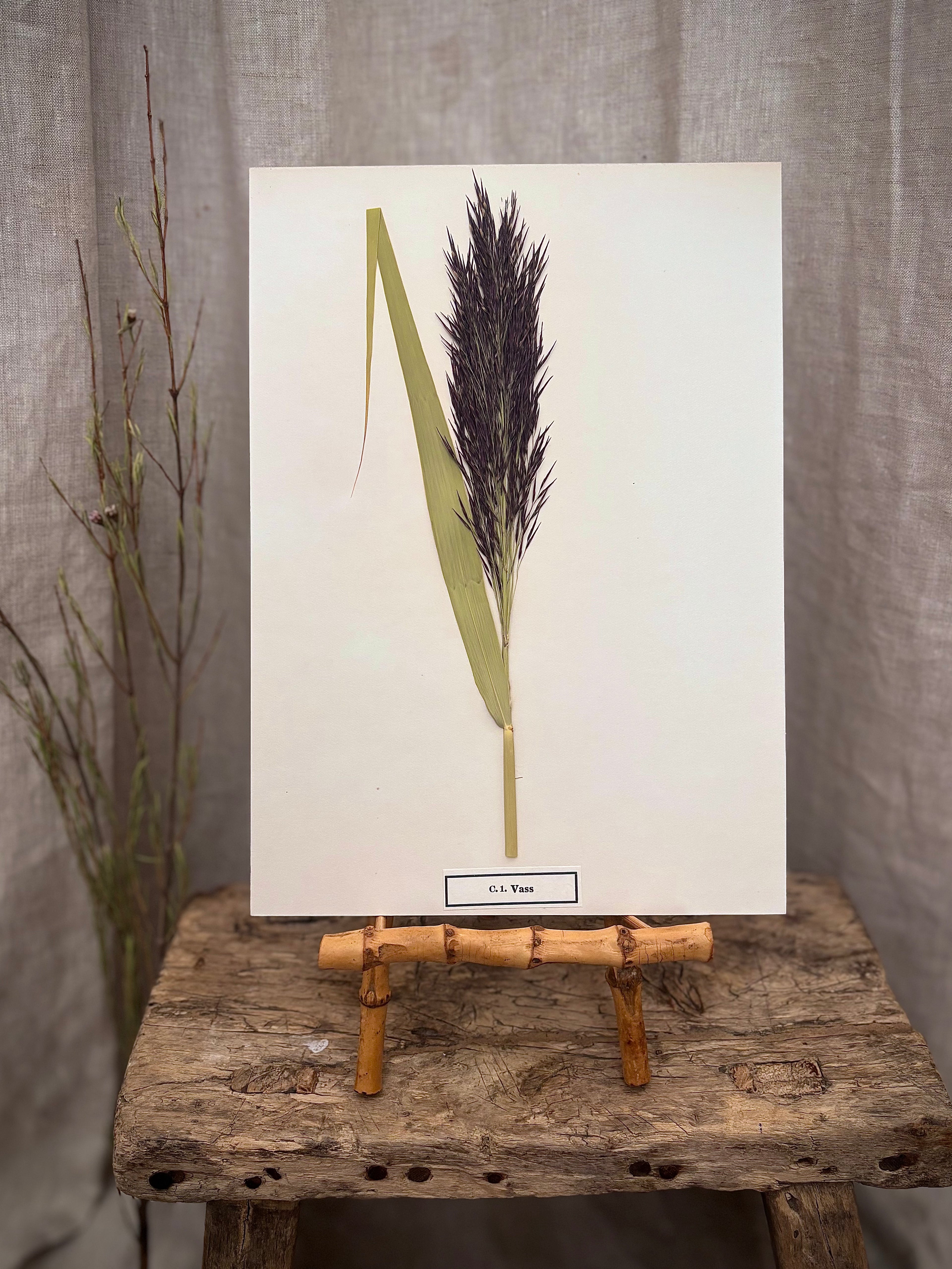 Vintage Pressed Swedish Herbarium C.1. Vass (Common Reed)