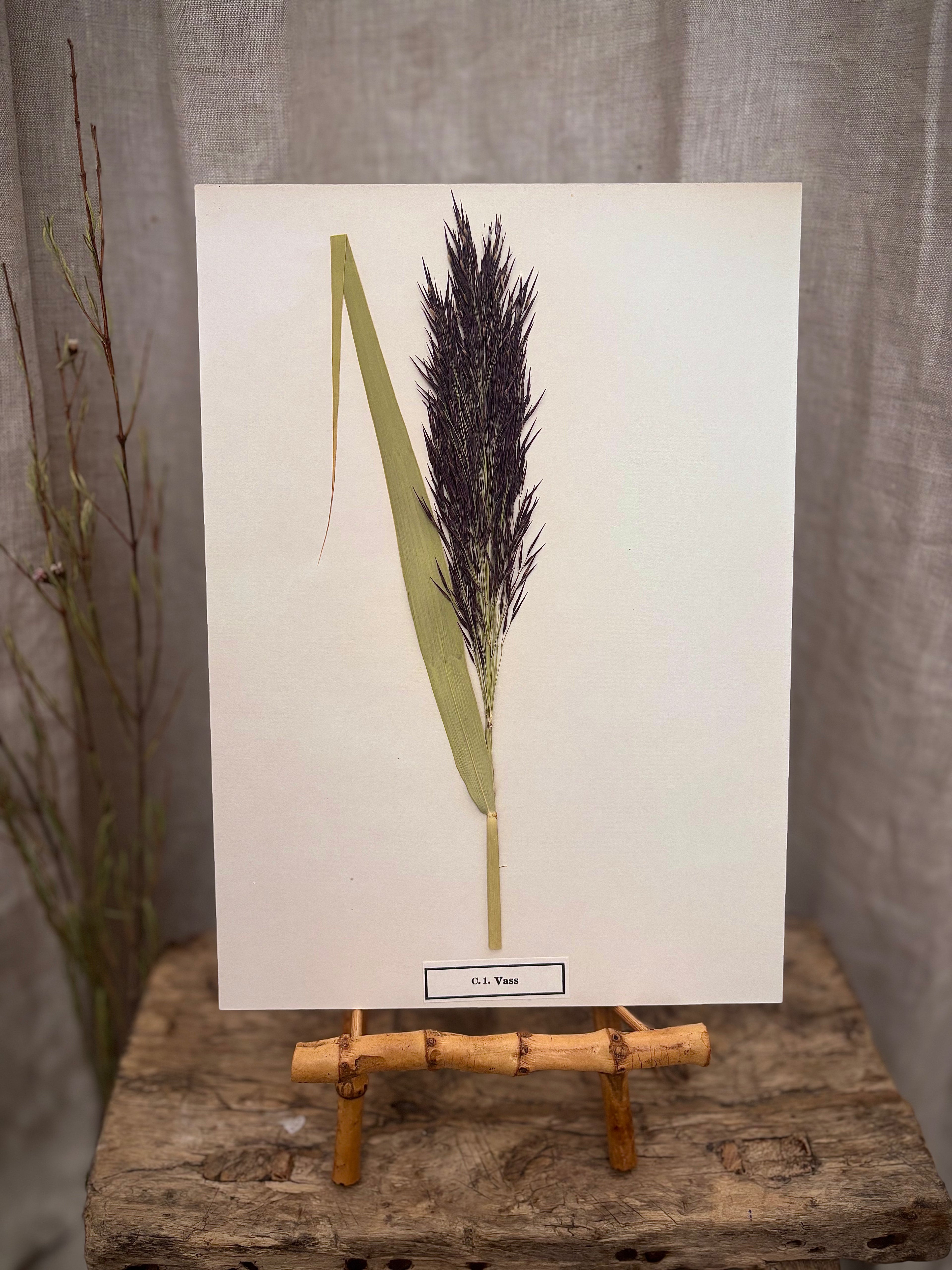 Vintage Pressed Swedish Herbarium C.1. Vass (Common Reed)