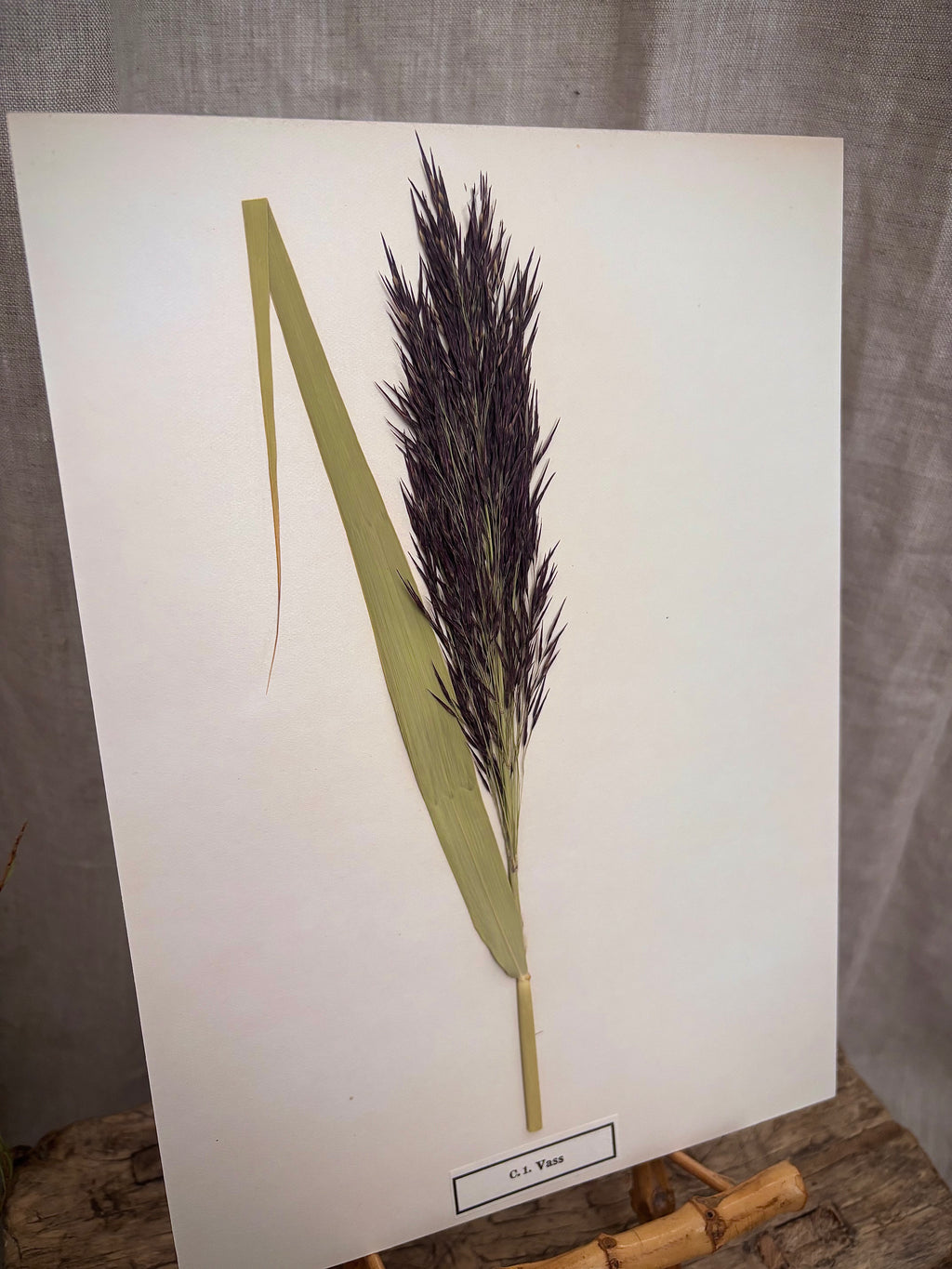 Vintage Pressed Swedish Herbarium C.1. Vass (Common Reed)