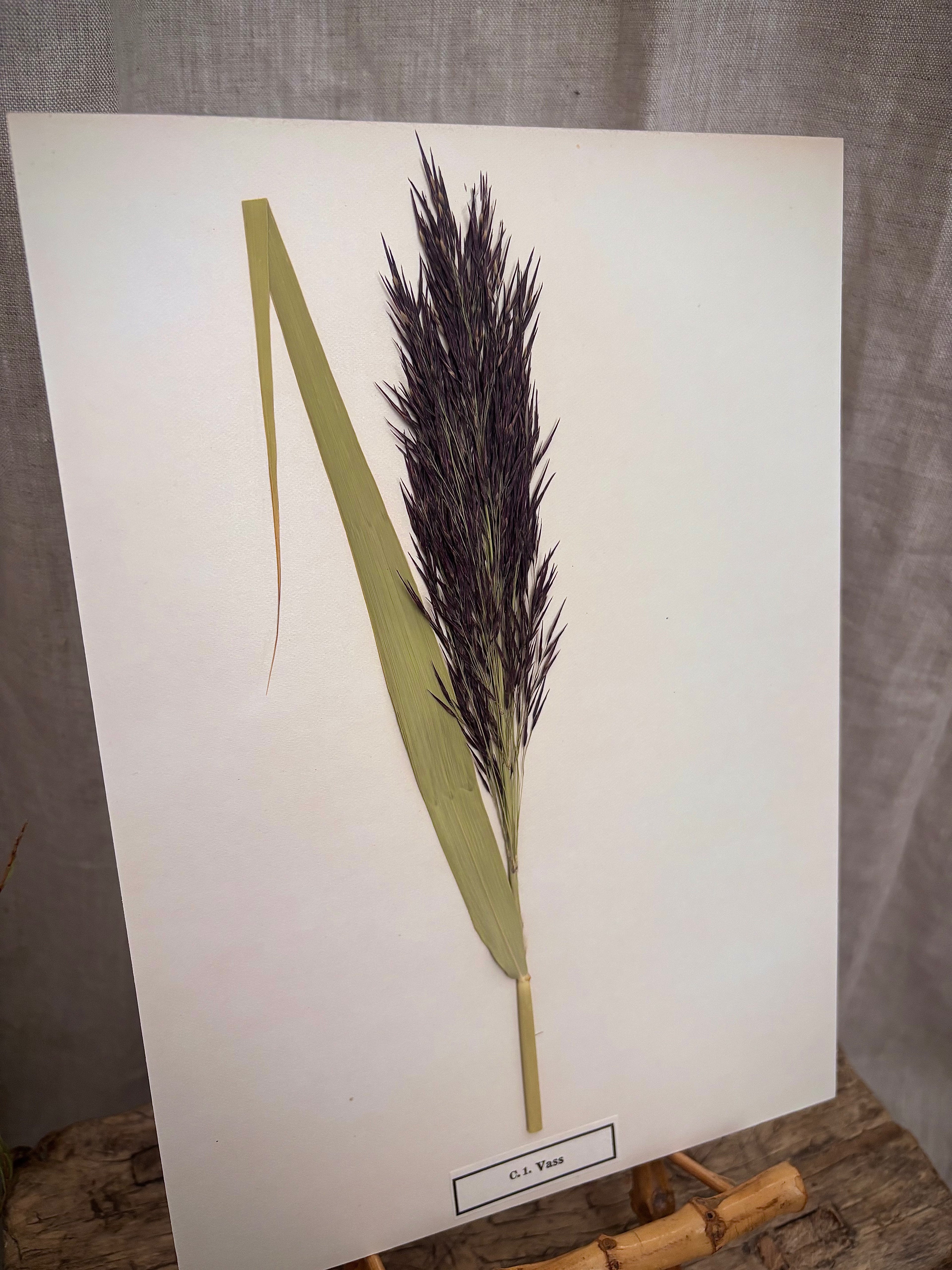 Vintage Pressed Swedish Herbarium C.1. Vass (Common Reed)