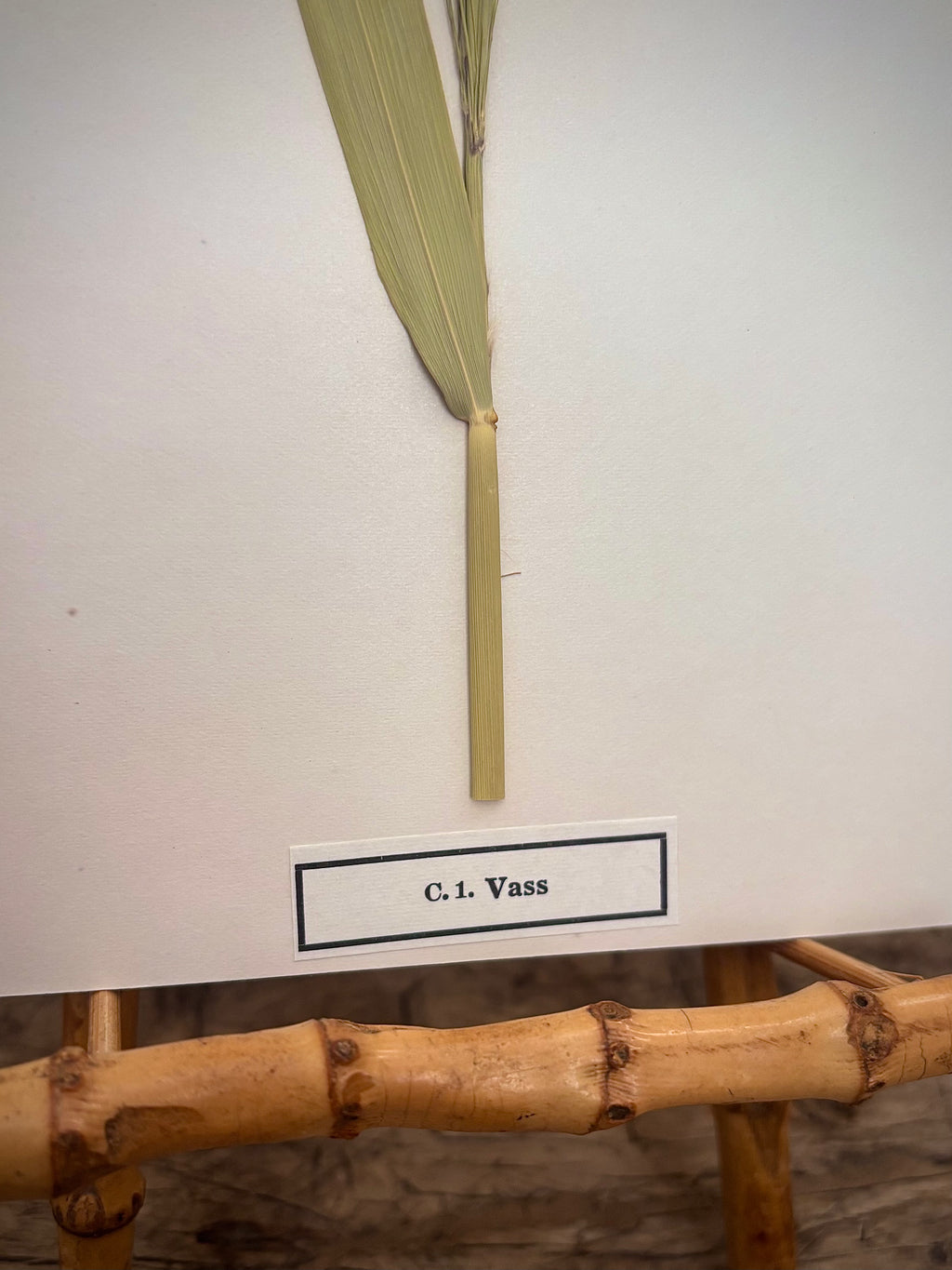 Vintage Pressed Swedish Herbarium C.1. Vass (Common Reed)