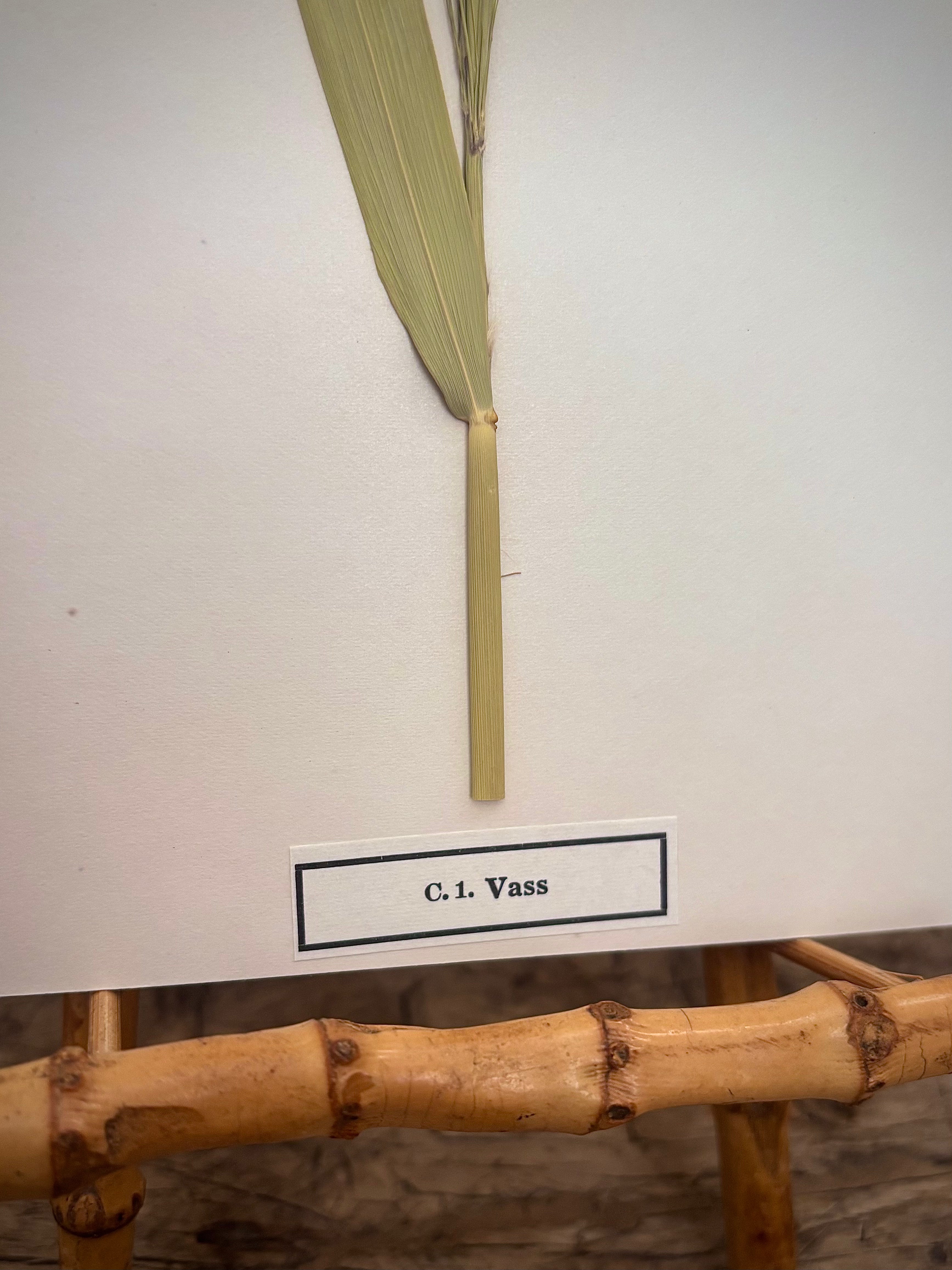 Vintage Pressed Swedish Herbarium C.1. Vass (Common Reed)