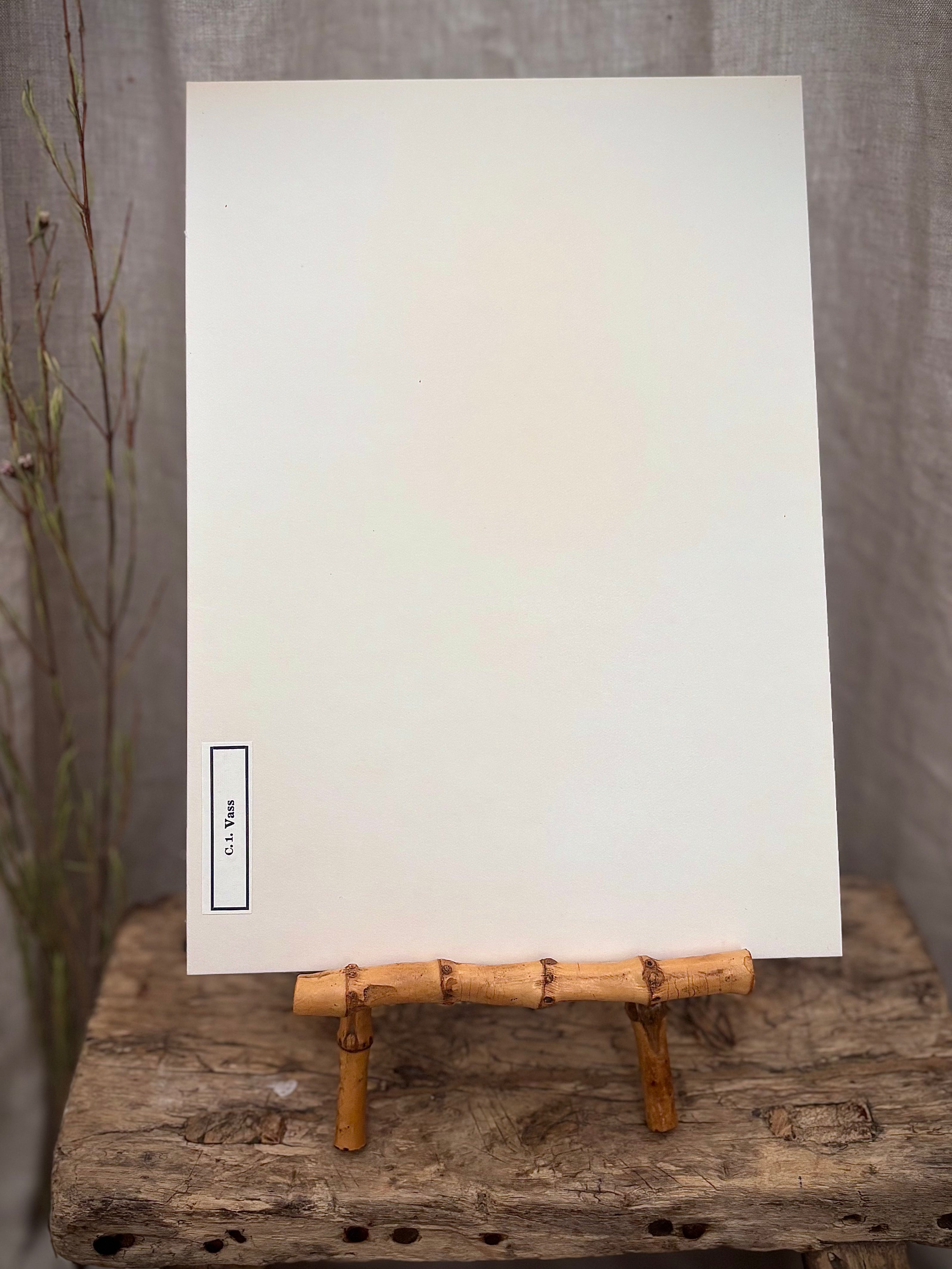 Vintage Pressed Swedish Herbarium C.1. Vass (Common Reed)