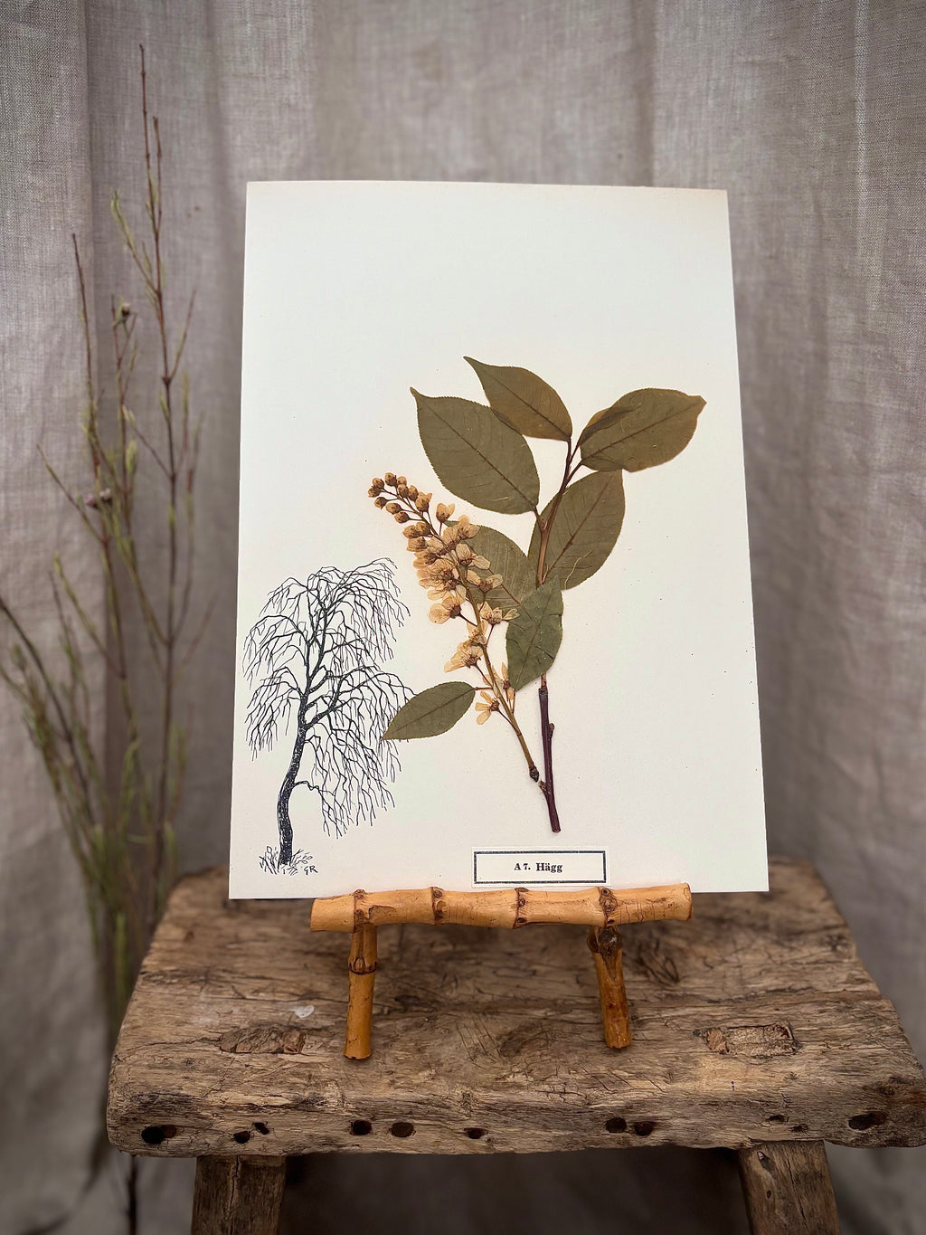 Vintage Pressed Swedish Herbarium A.7. Hägg (Bird Cherry)
