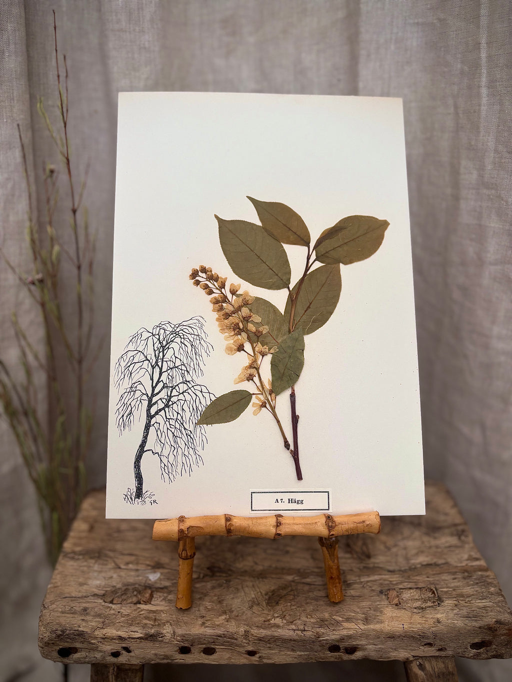 Vintage Pressed Swedish Herbarium A.7. Hägg (Bird Cherry)
