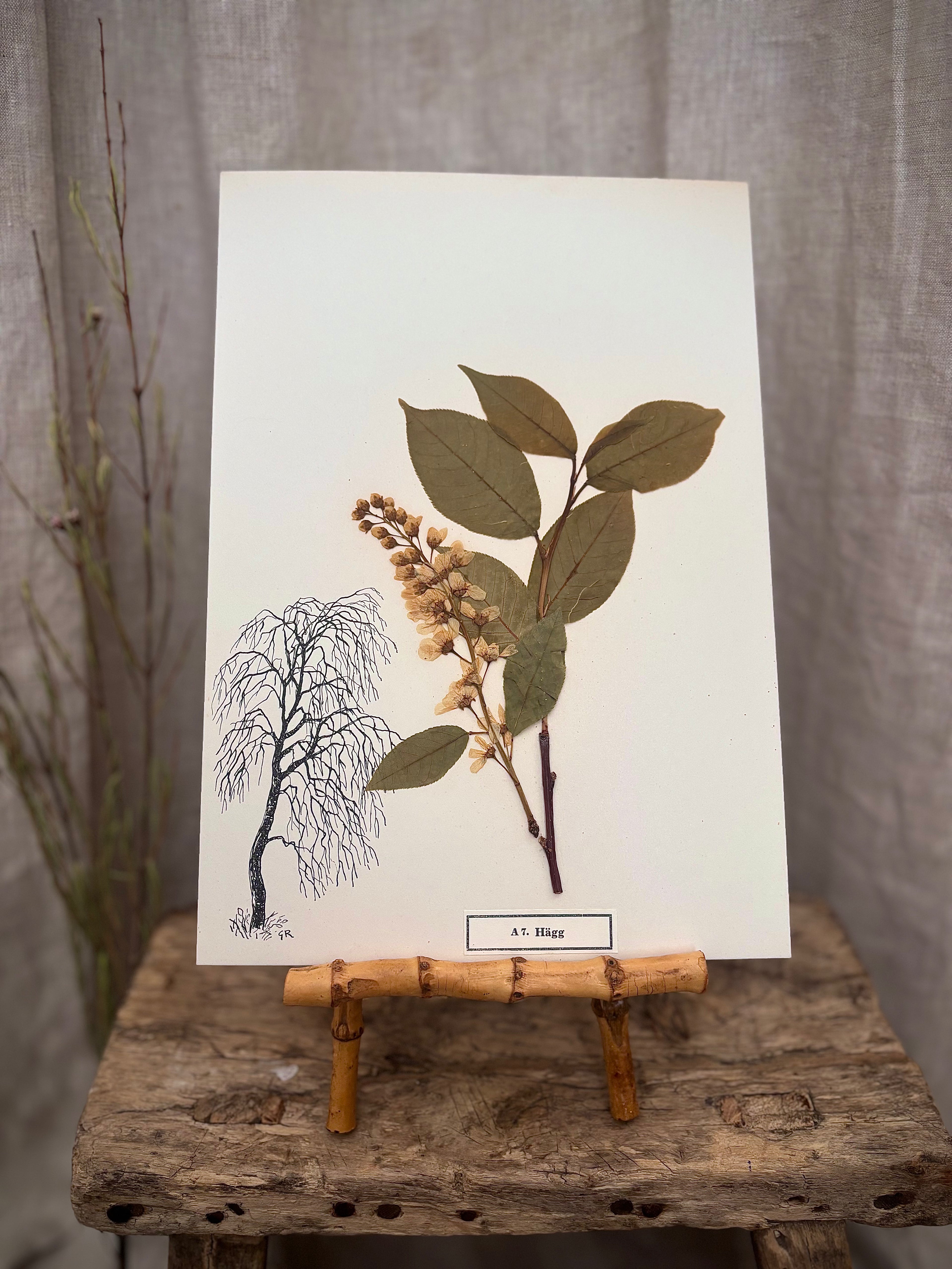Vintage Pressed Swedish Herbarium A.7. Hägg (Bird Cherry)
