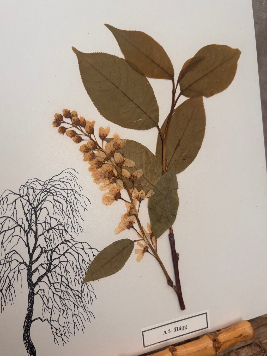 Vintage Pressed Swedish Herbarium A.7. Hägg (Bird Cherry)