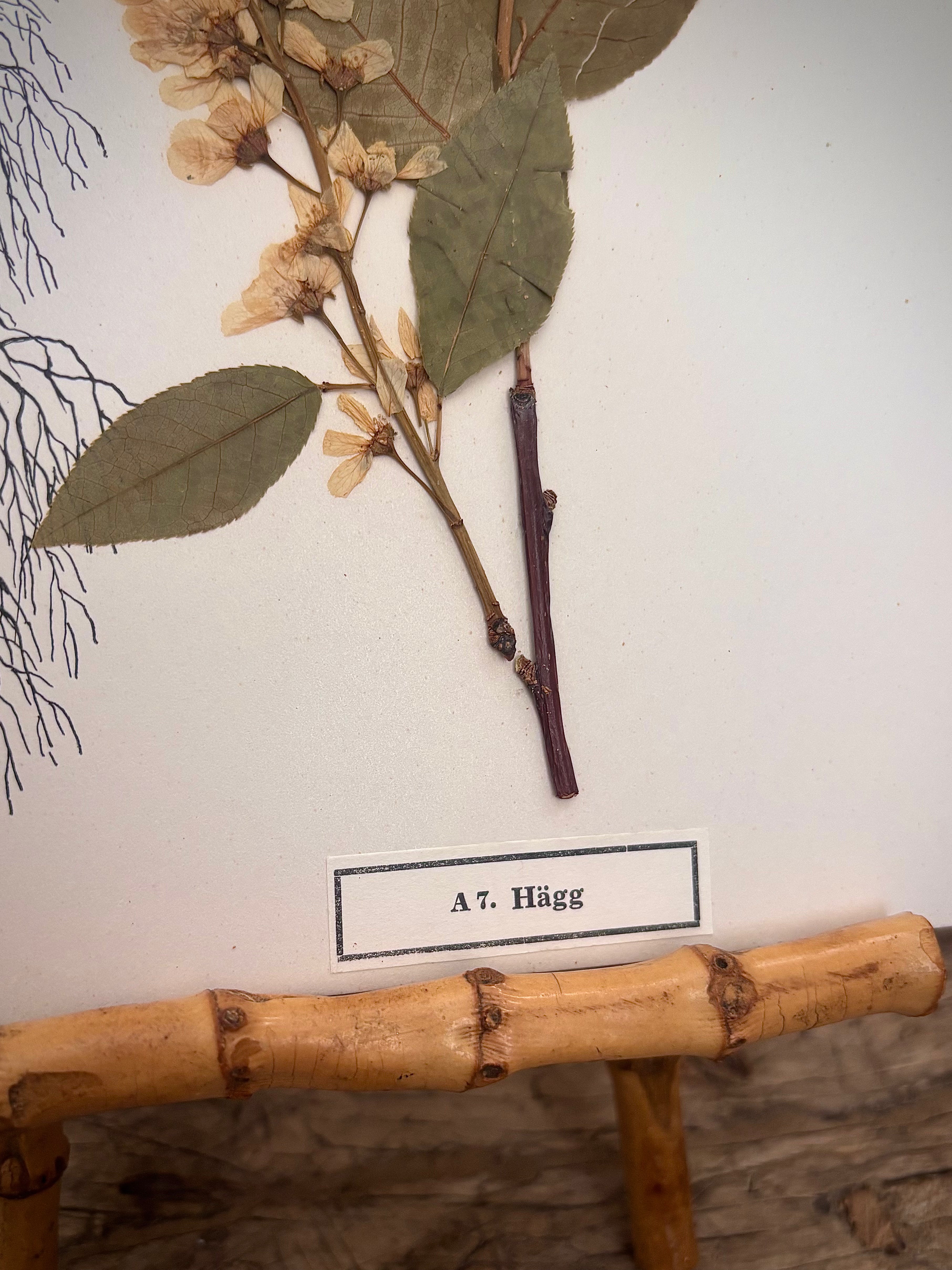 Vintage Pressed Swedish Herbarium A.7. Hägg (Bird Cherry)