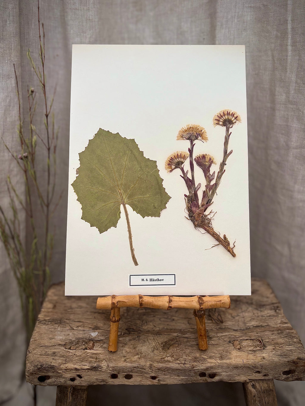 Vintage Pressed Swedish Herbarium H.2. Hästhov (Coltsfoot)