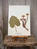 Vintage Pressed Swedish Herbarium H.2. Hästhov (Coltsfoot)