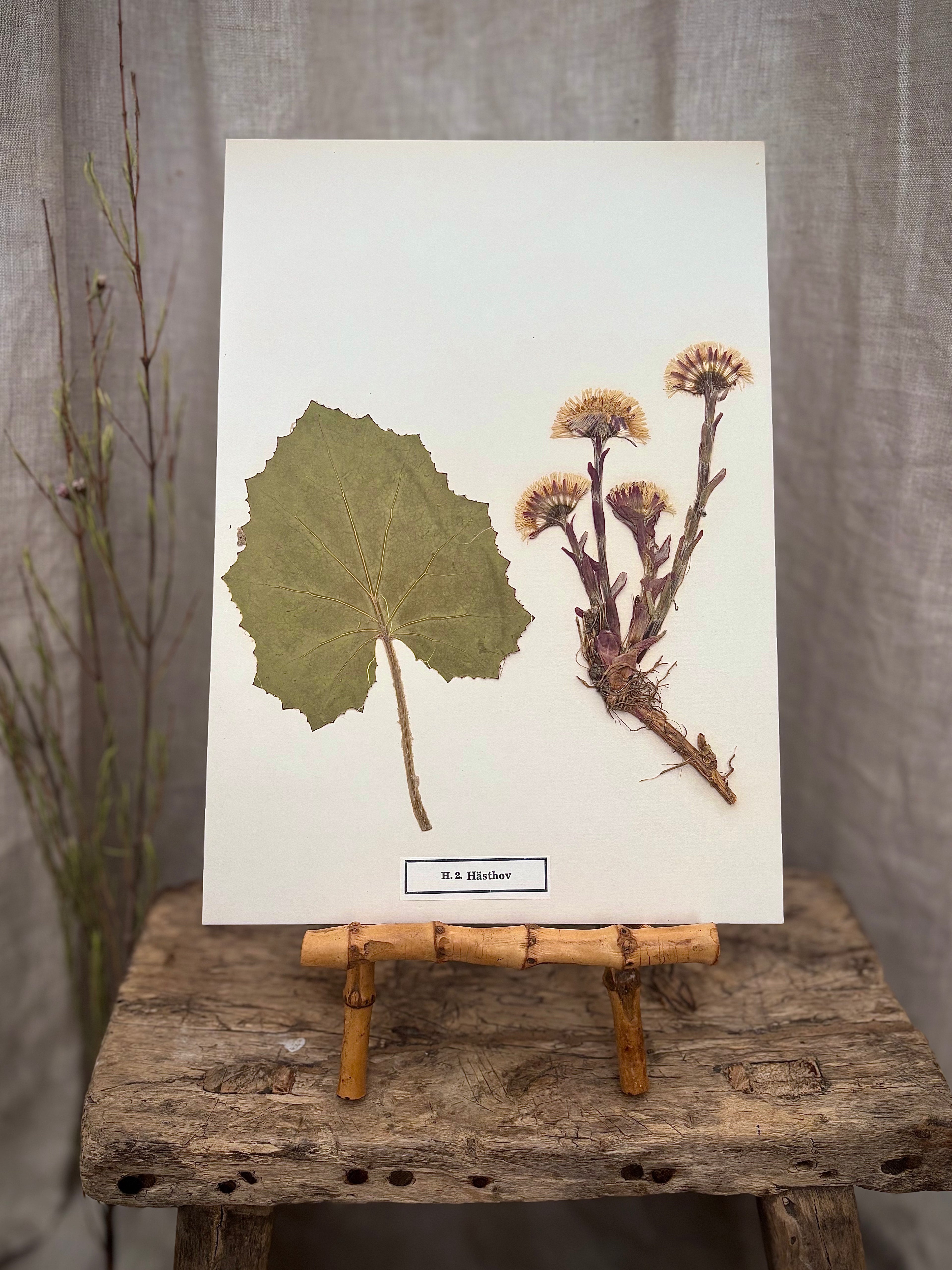Vintage Pressed Swedish Herbarium H.2. Hästhov (Coltsfoot)