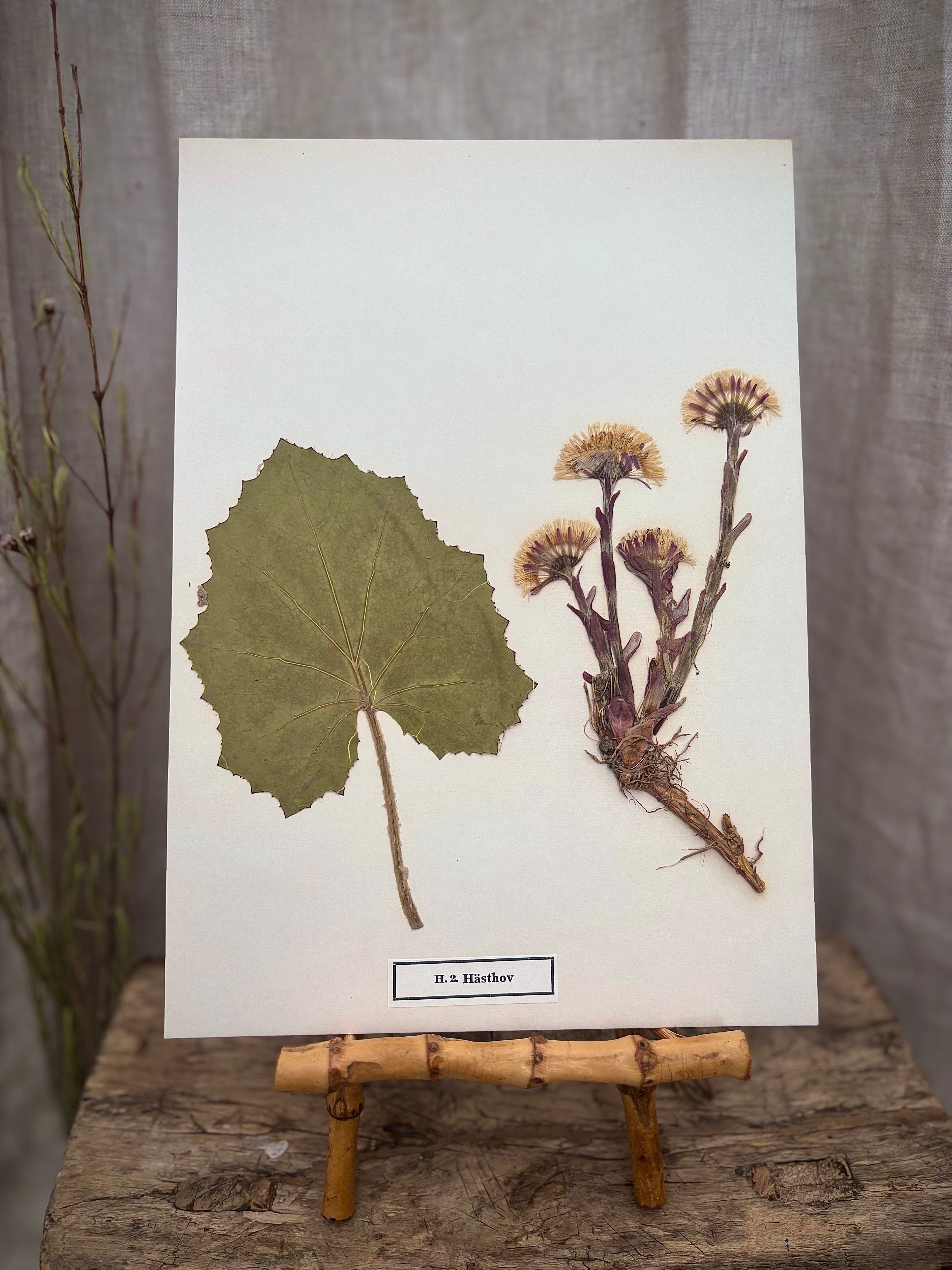 Vintage Pressed Swedish Herbarium H.2. Hästhov (Coltsfoot)