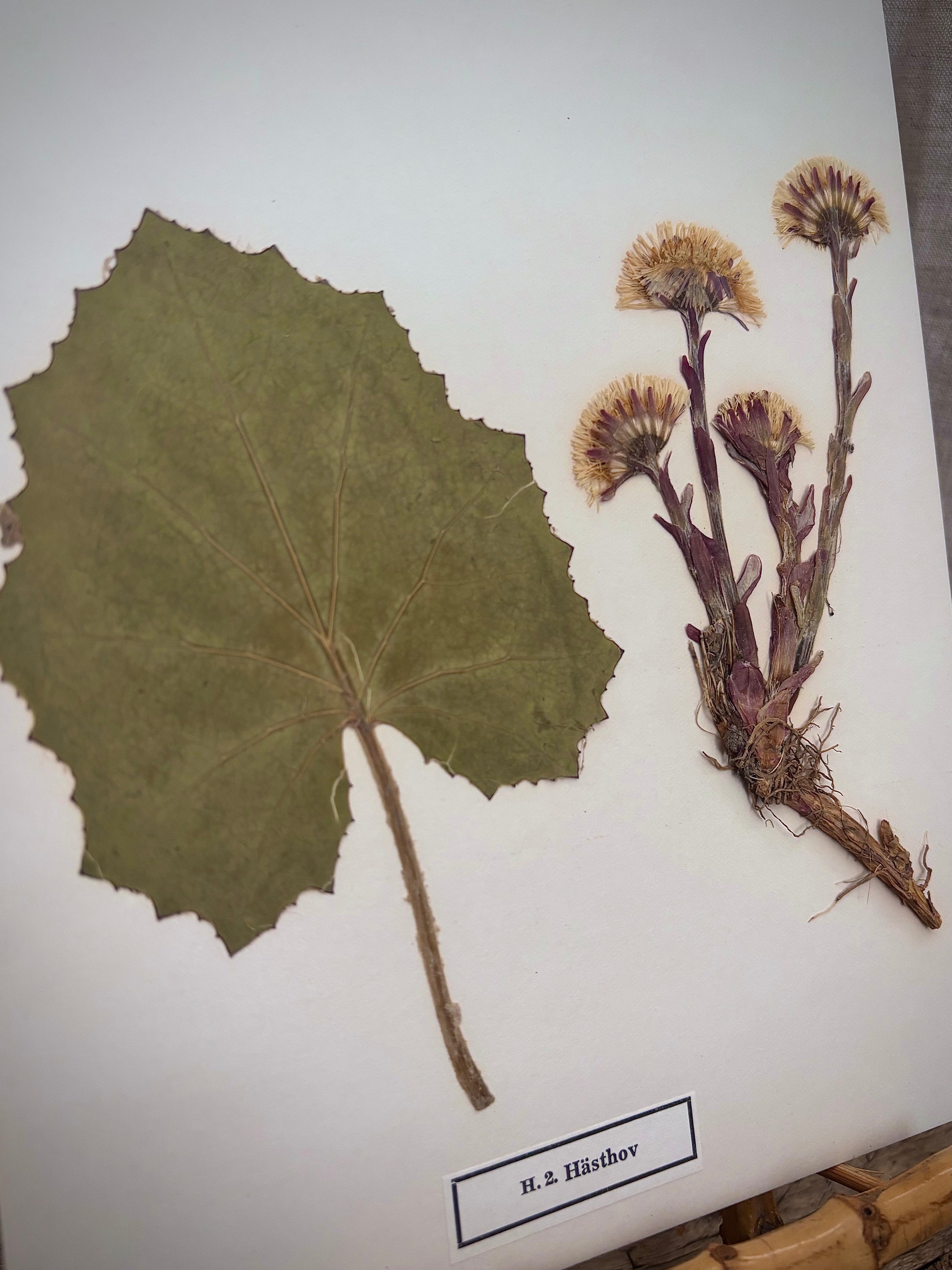 Vintage Pressed Swedish Herbarium H.2. Hästhov (Coltsfoot)