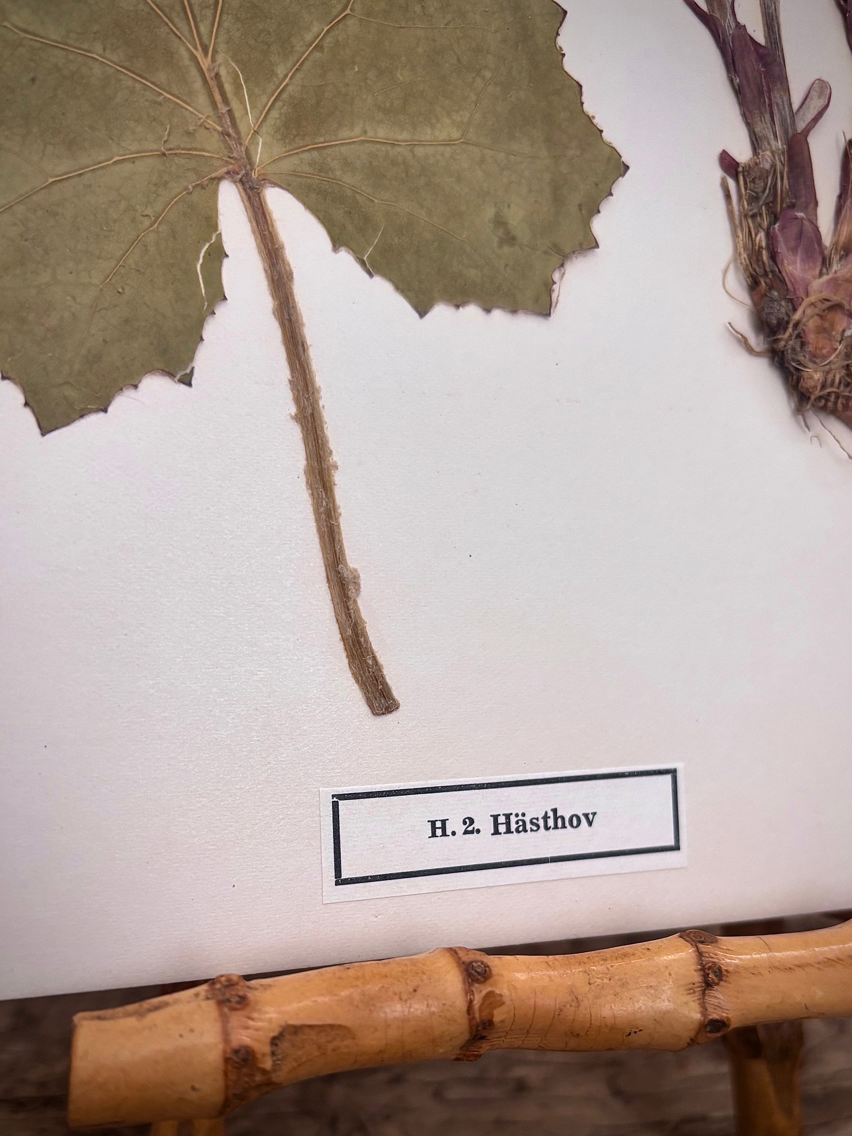Vintage Pressed Swedish Herbarium H.2. Hästhov (Coltsfoot)