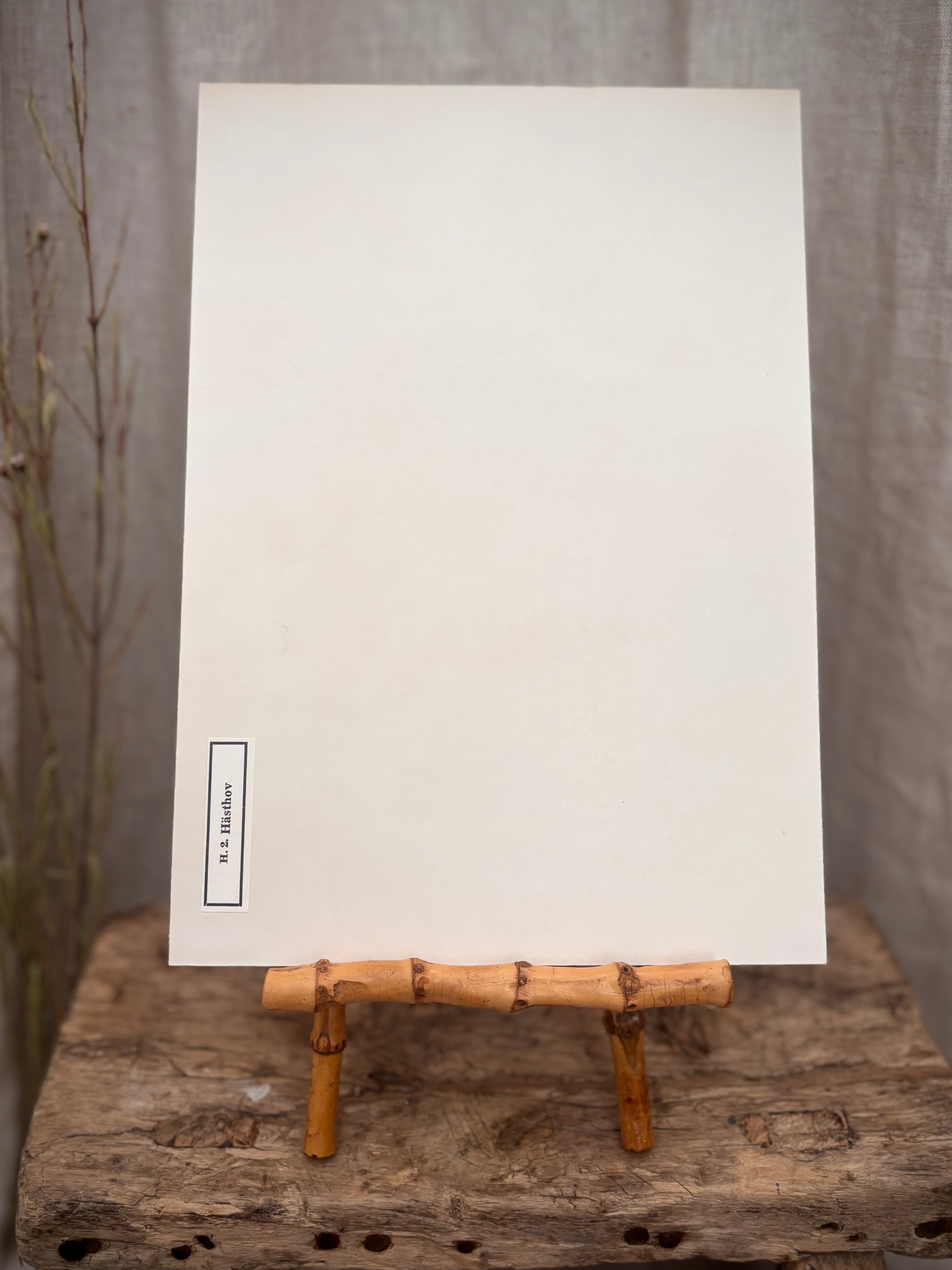 Vintage Pressed Swedish Herbarium H.2. Hästhov (Coltsfoot)