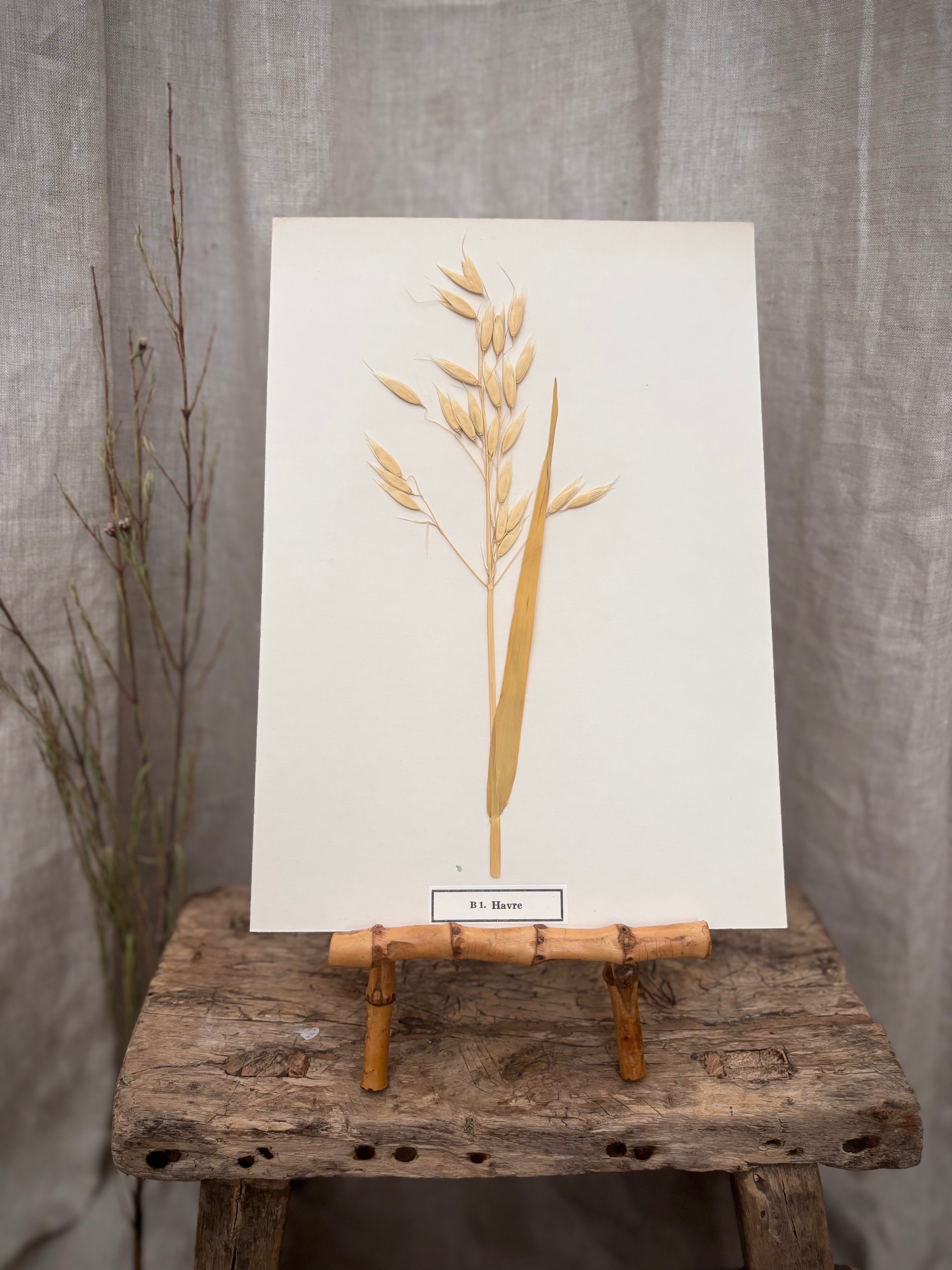 Vintage Pressed Swedish Herbarium B.1. Havre (Oat)