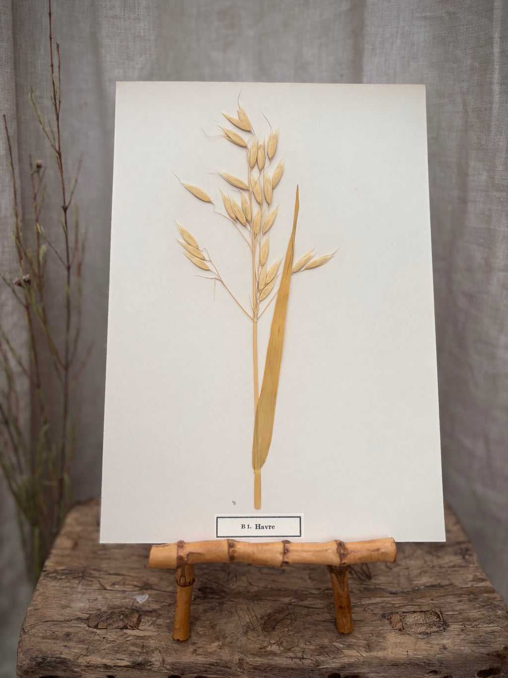 Vintage Pressed Swedish Herbarium B.1. Havre (Oat)