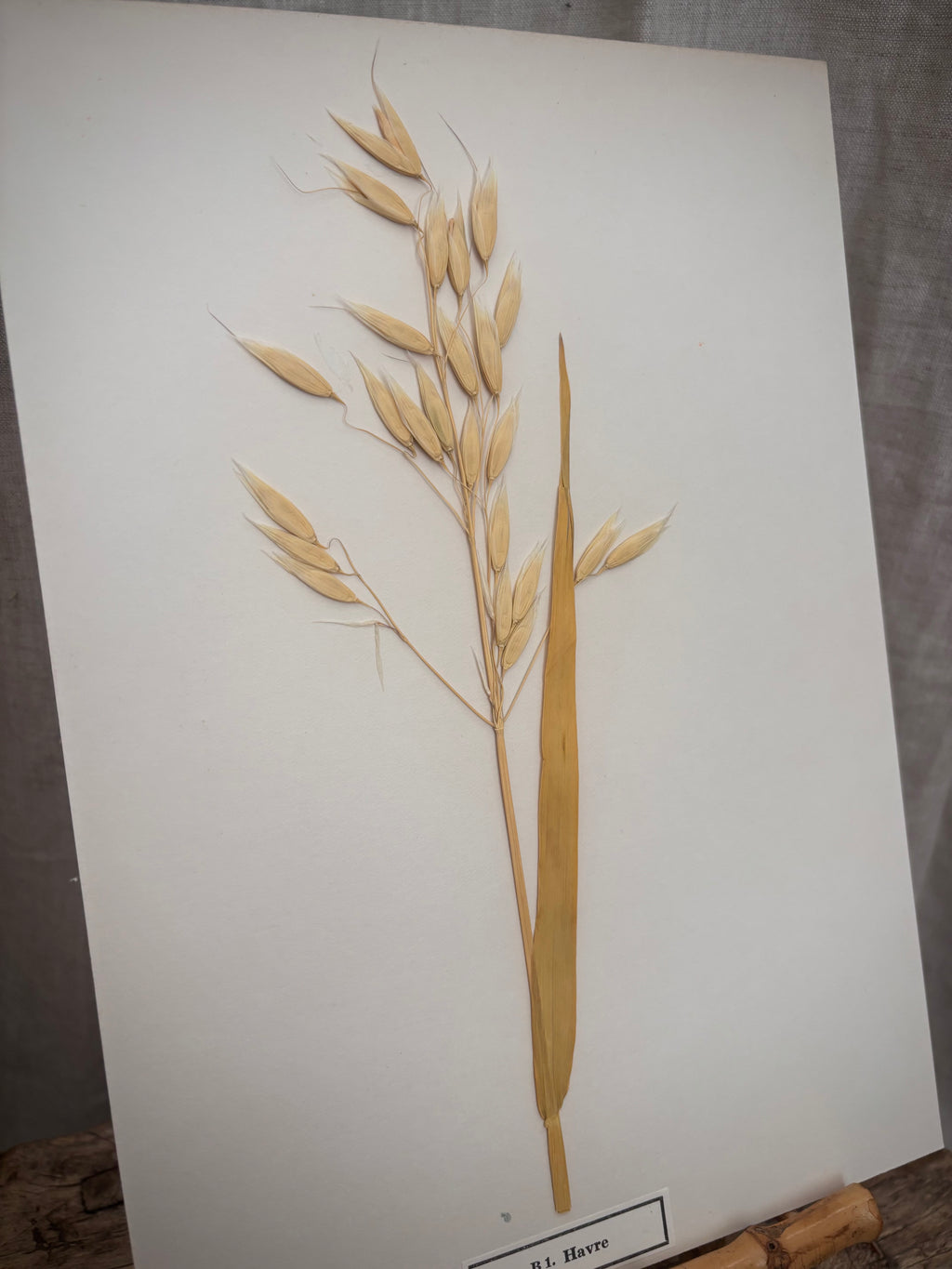 Vintage Pressed Swedish Herbarium B.1. Havre (Oat)
