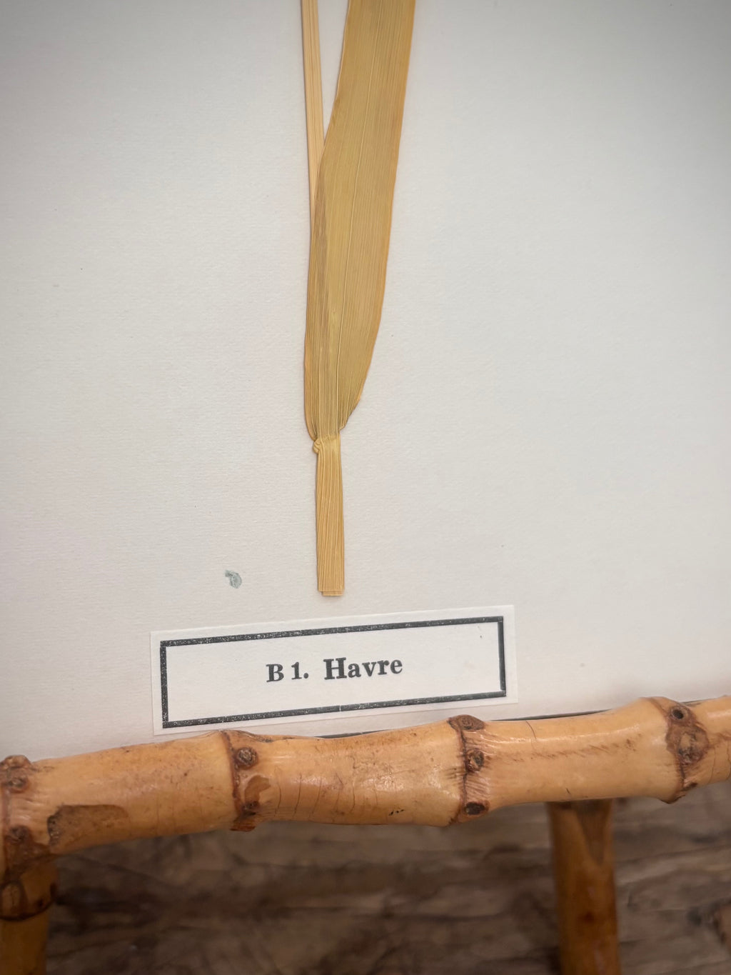 Vintage Pressed Swedish Herbarium B.1. Havre (Oat)