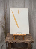 Vintage Pressed Swedish Herbarium B.6. Vete (Wheat)