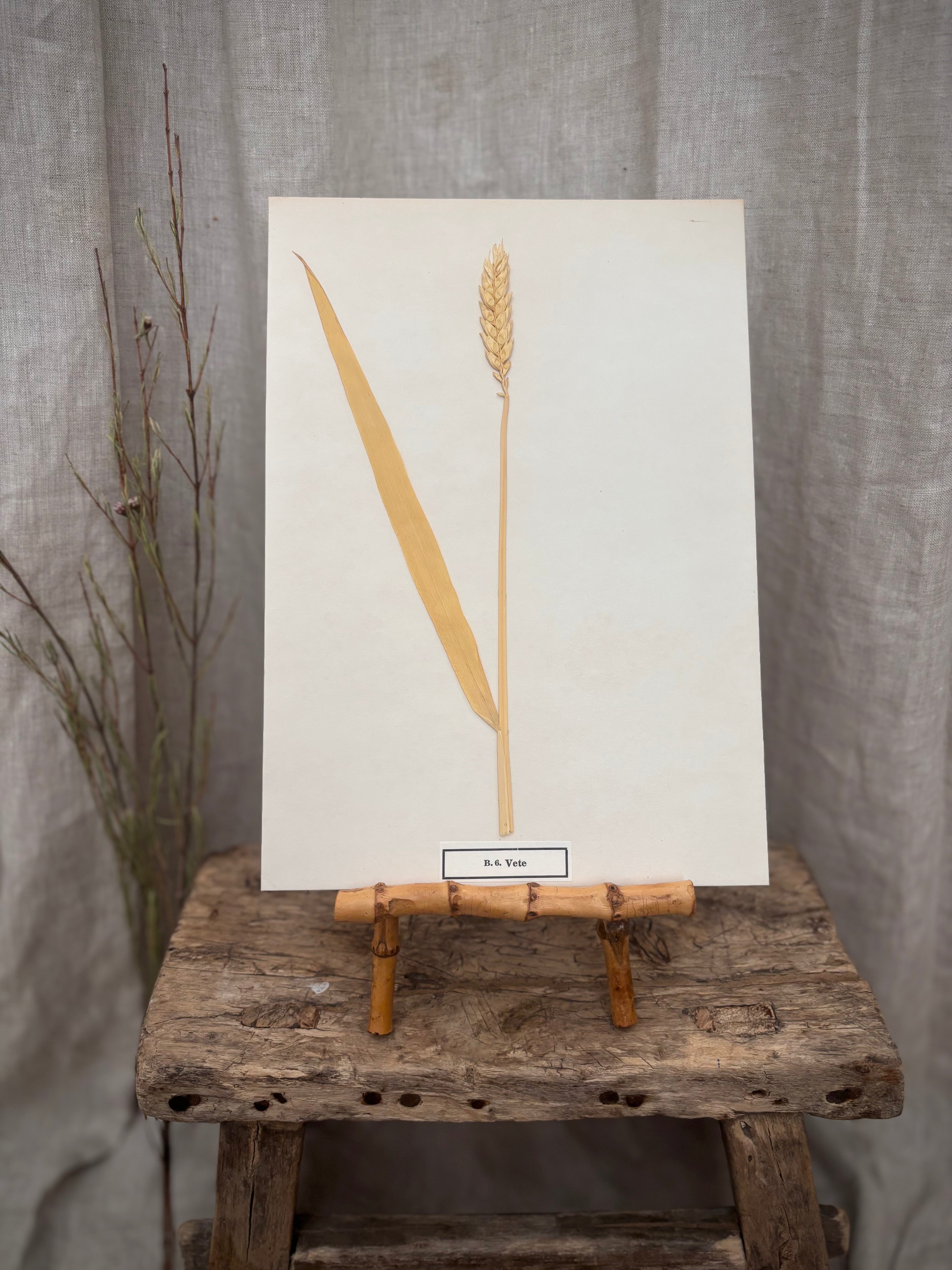 Vintage Pressed Swedish Herbarium B.6. Vete (Wheat)