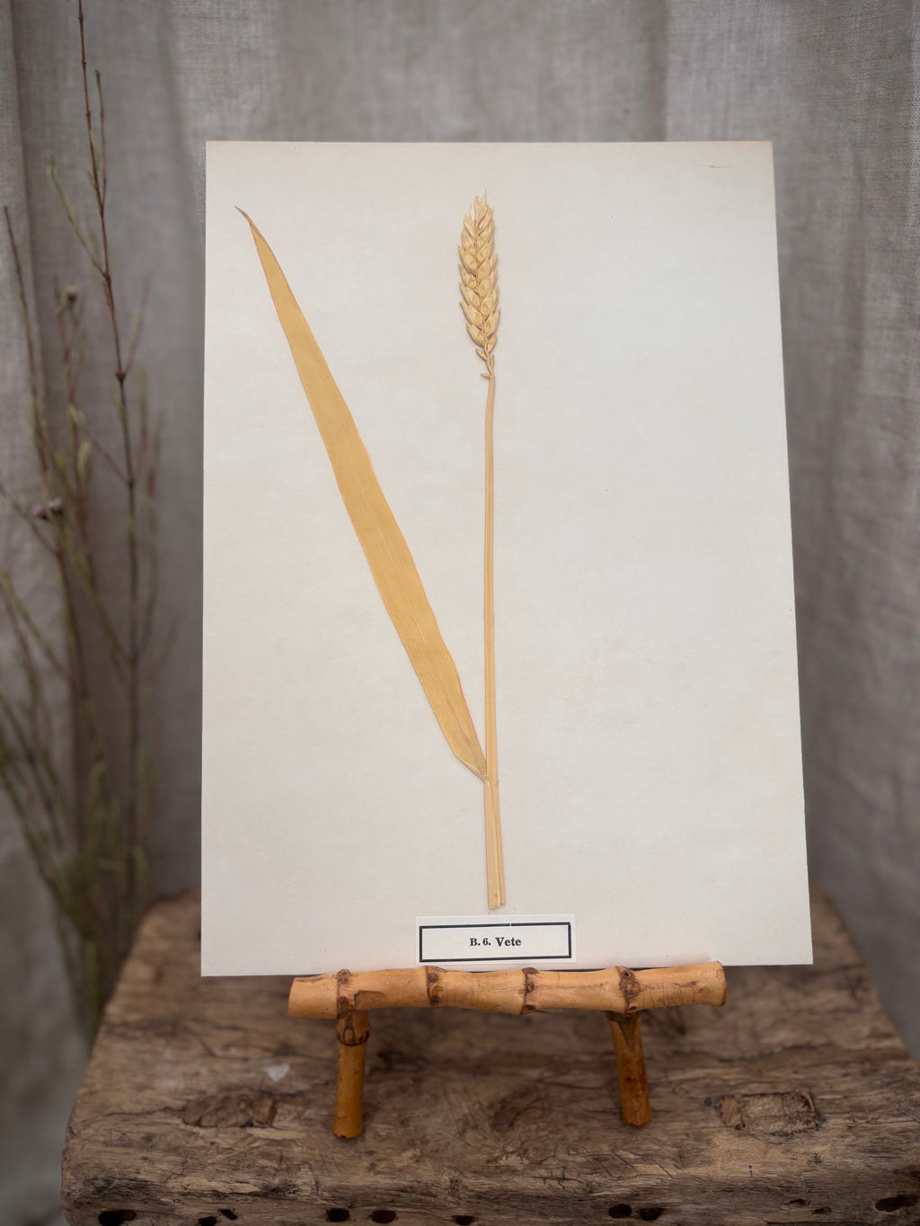 Vintage Pressed Swedish Herbarium B.6. Vete (Wheat)