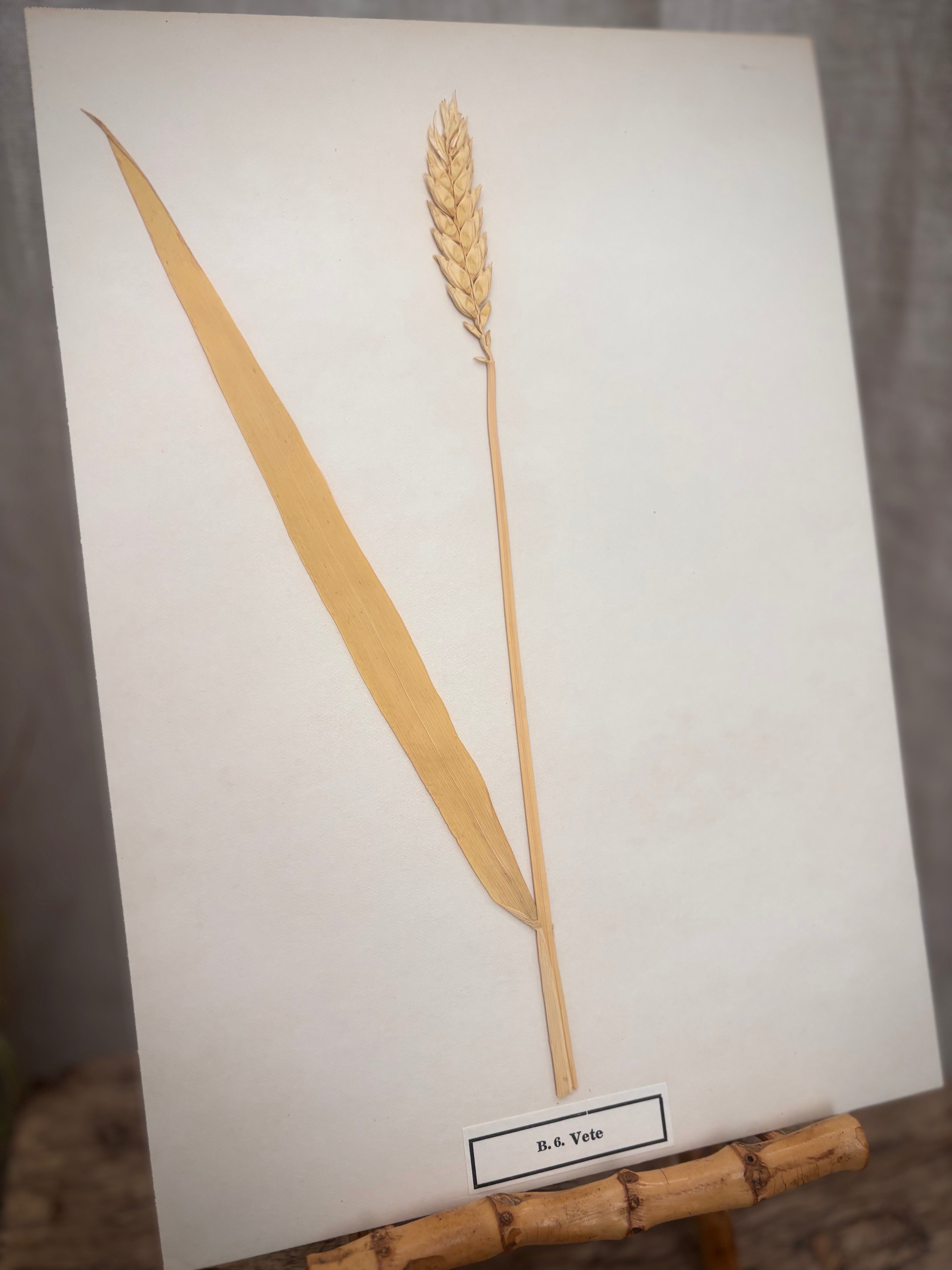 Vintage Pressed Swedish Herbarium B.6. Vete (Wheat)