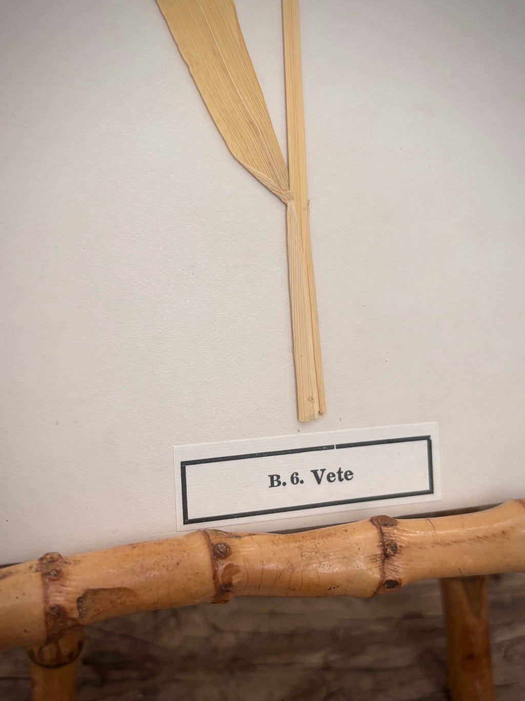 Vintage Pressed Swedish Herbarium B.6. Vete (Wheat)
