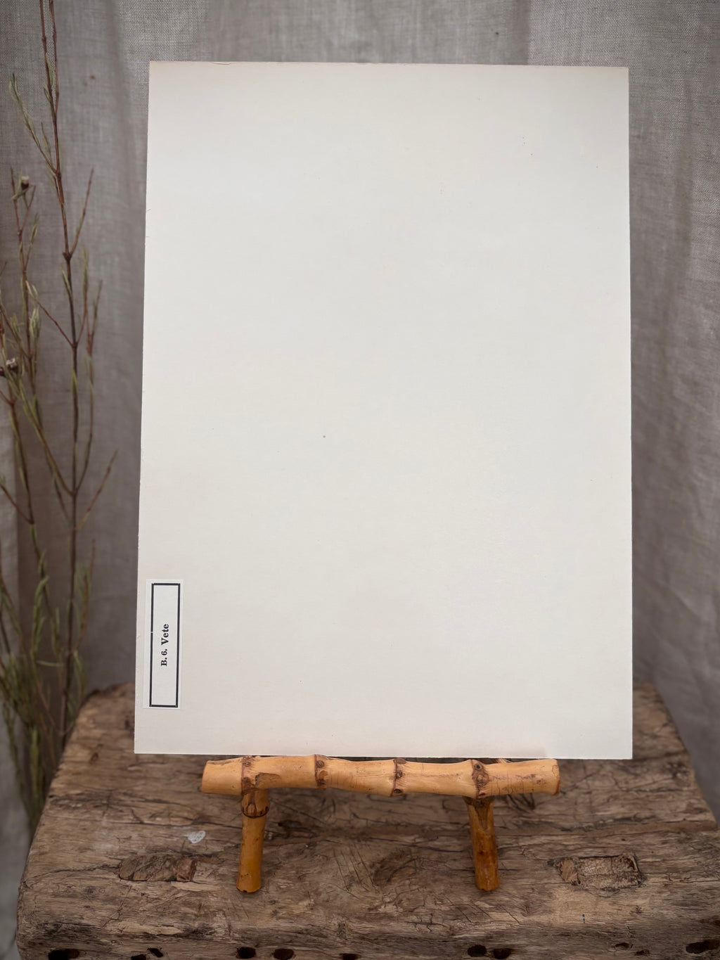 Vintage Pressed Swedish Herbarium B.6. Vete (Wheat)
