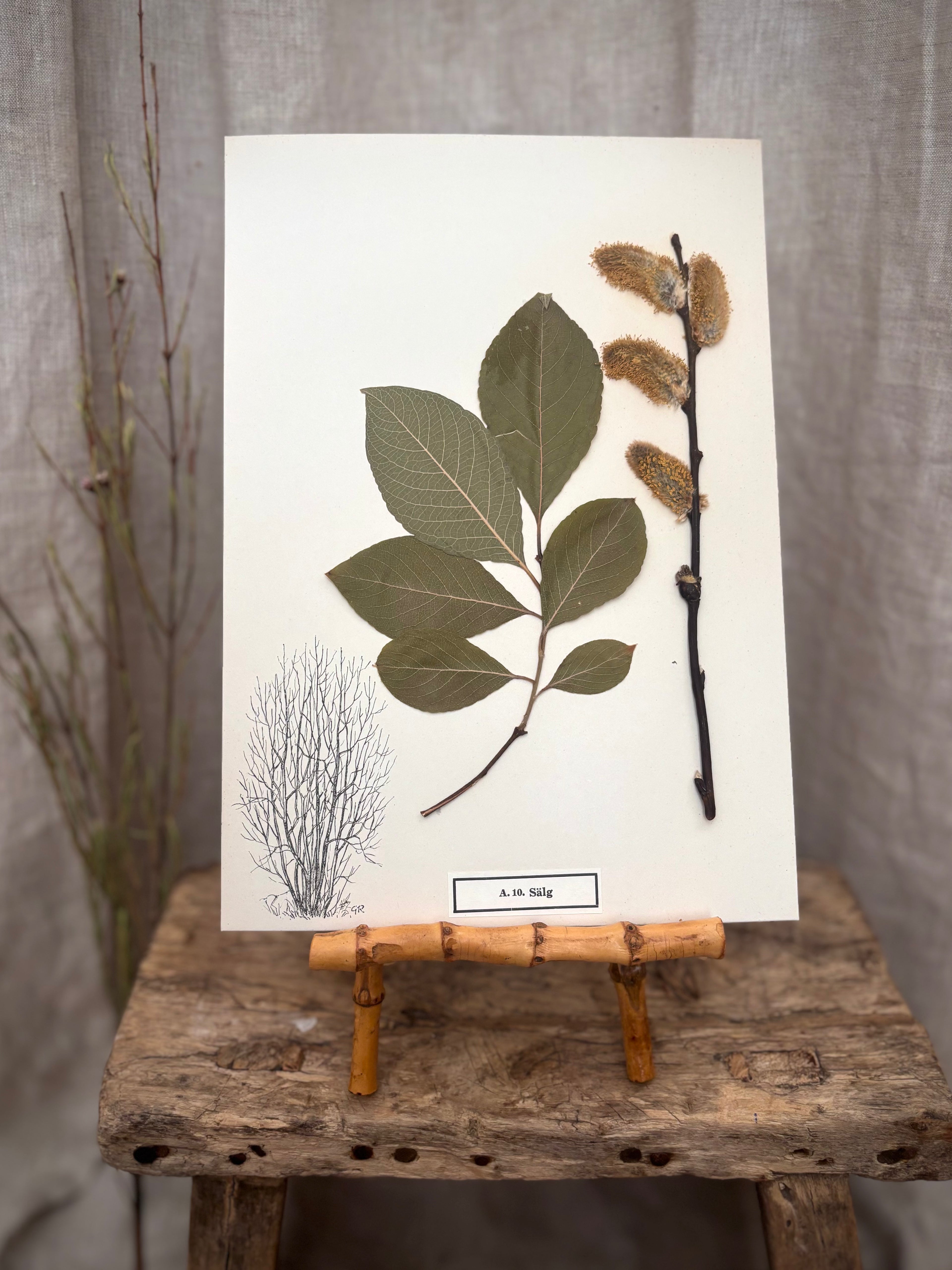 Vintage Pressed Swedish Herbarium A.10. Sälg (Goat Willow)