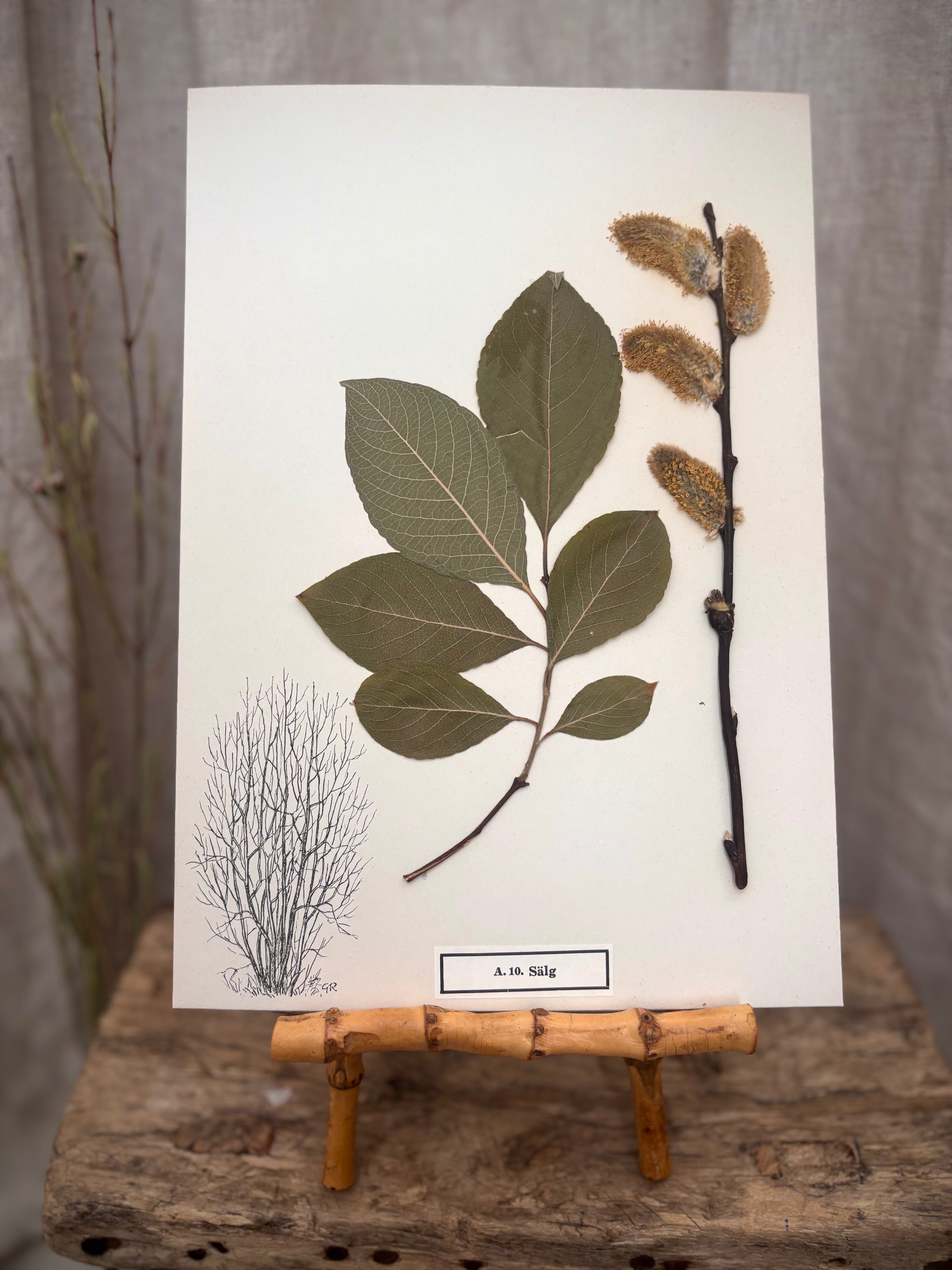 Vintage Pressed Swedish Herbarium A.10. Sälg (Goat Willow)