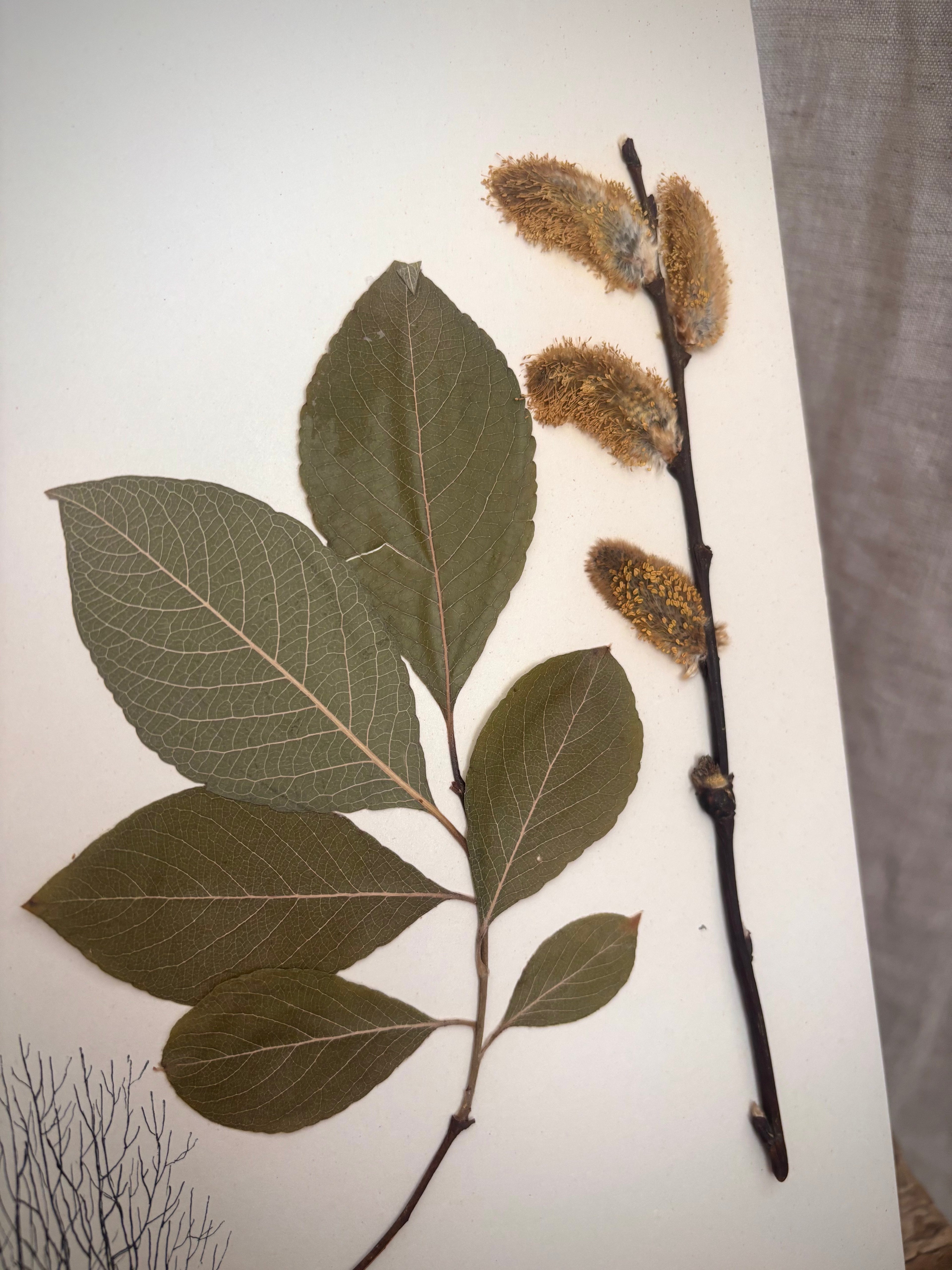 Vintage Pressed Swedish Herbarium A.10. Sälg (Goat Willow)