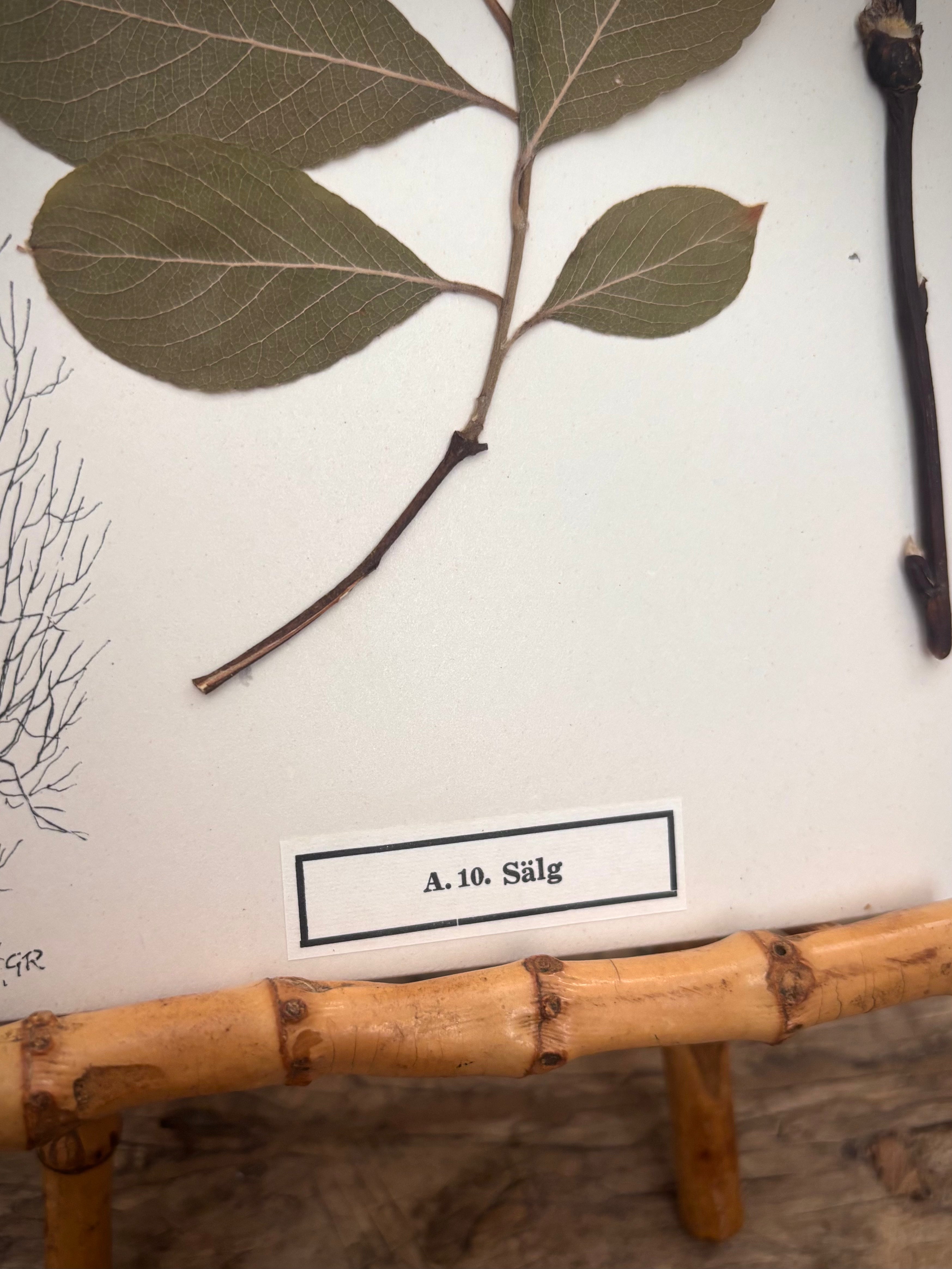 Vintage Pressed Swedish Herbarium A.10. Sälg (Goat Willow)