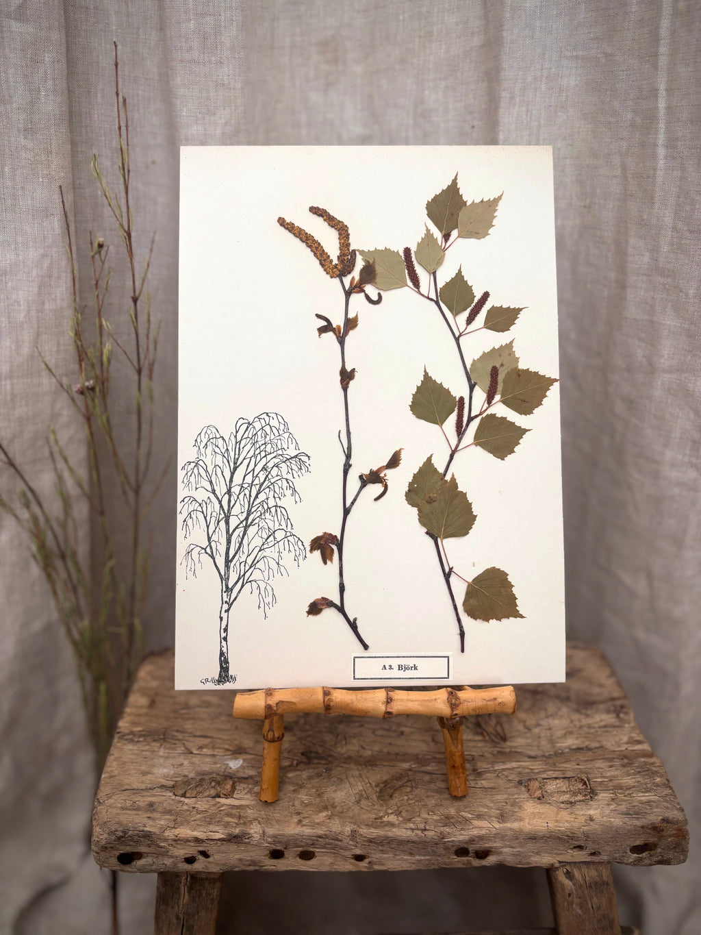 Vintage Pressed Swedish Herbarium A.3. Björk (Birch)