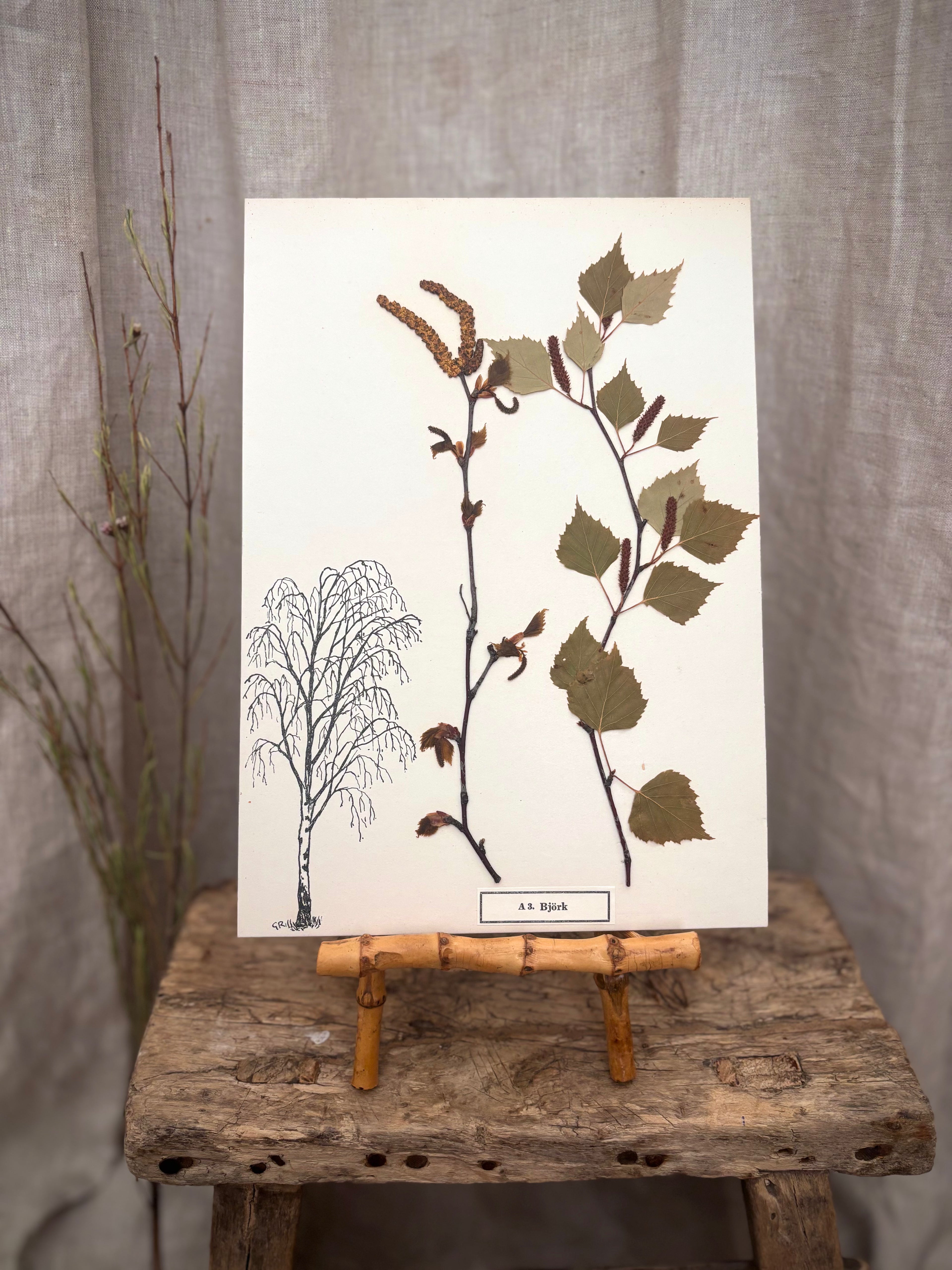 Vintage Pressed Swedish Herbarium A.3. Björk (Birch)