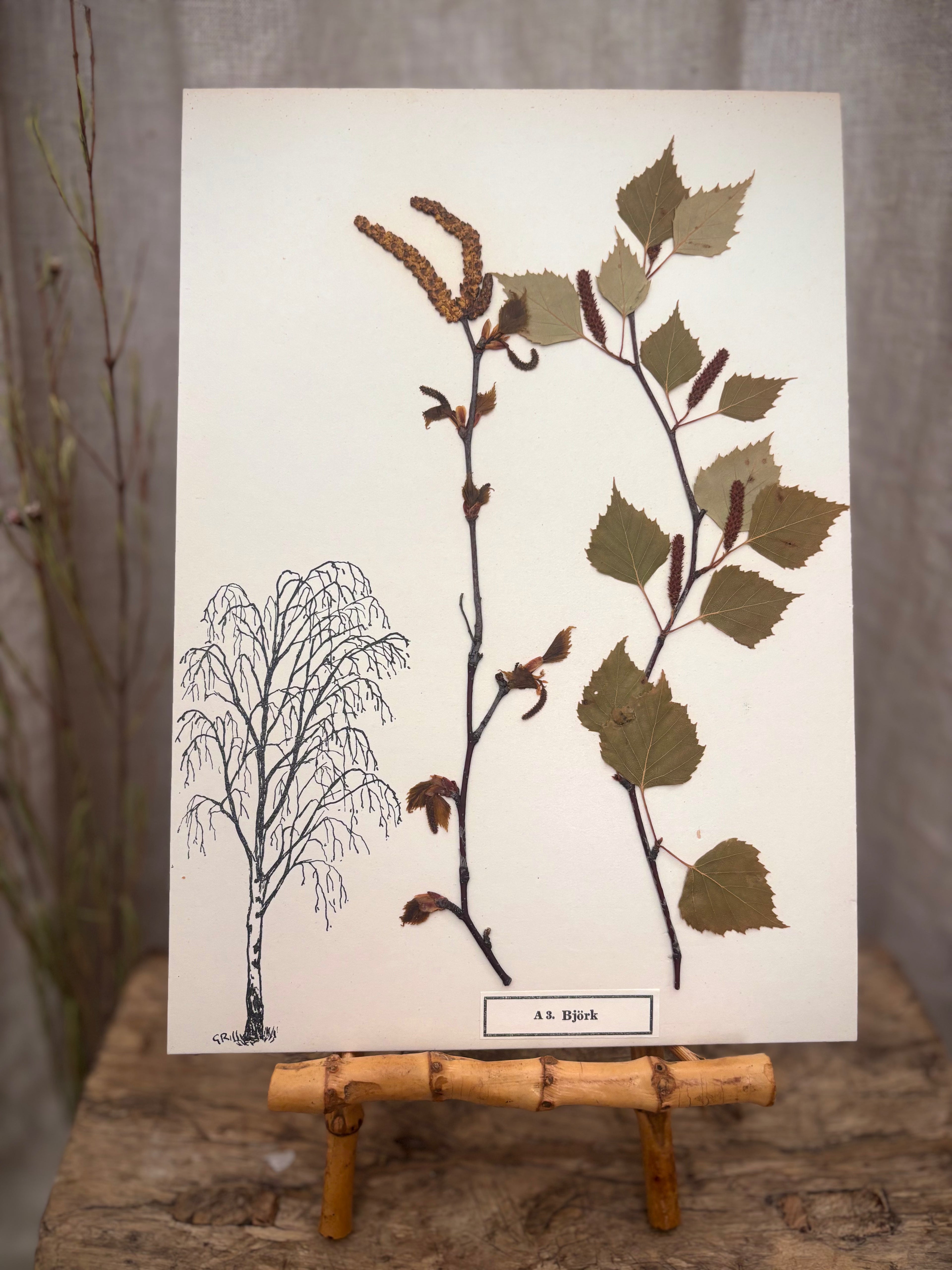Vintage Pressed Swedish Herbarium A.3. Björk (Birch)