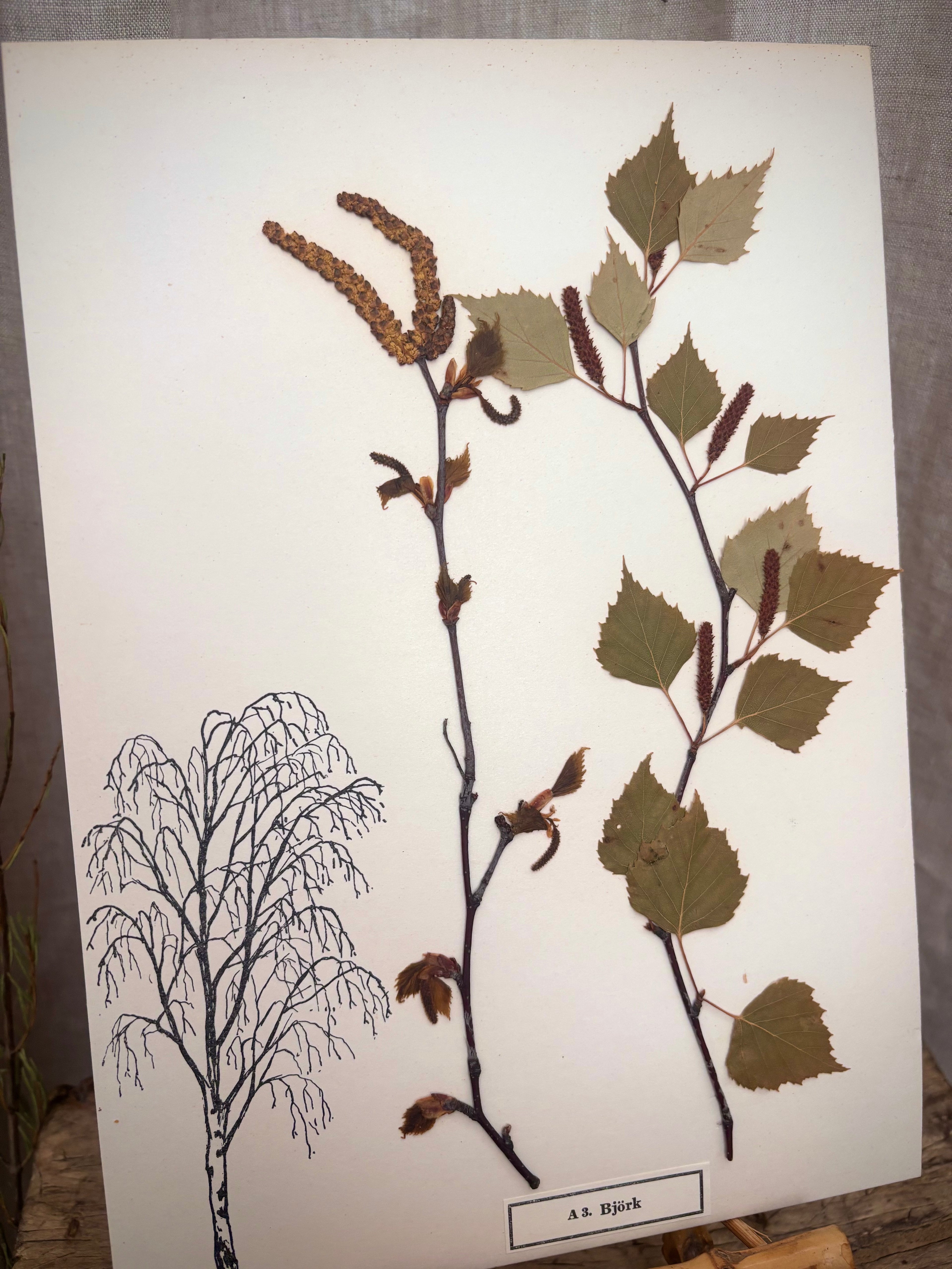 Vintage Pressed Swedish Herbarium A.3. Björk (Birch)