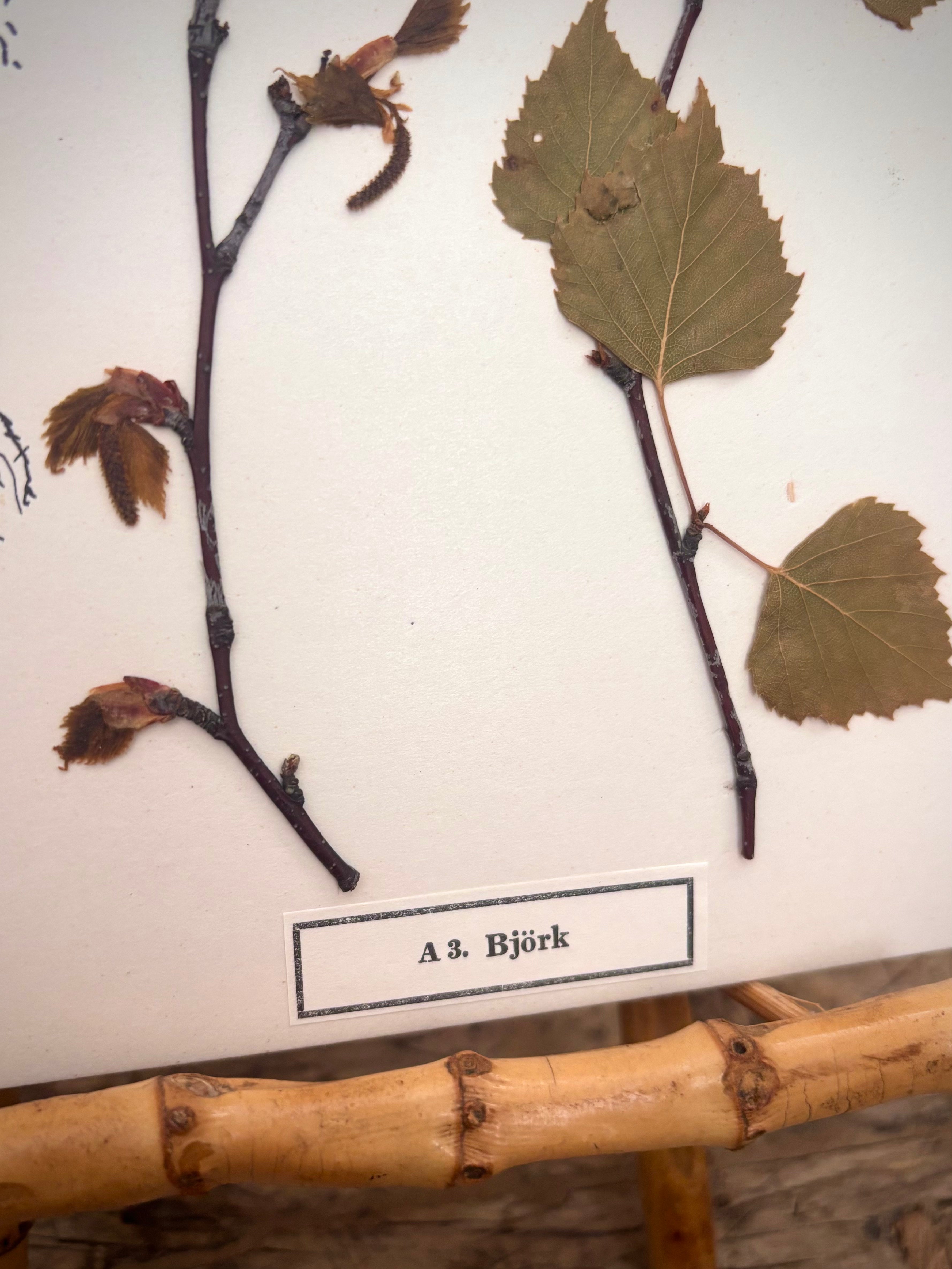 Vintage Pressed Swedish Herbarium A.3. Björk (Birch)