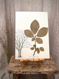 Vintage Pressed Swedish Herbarium A.4. Bok (Beech)