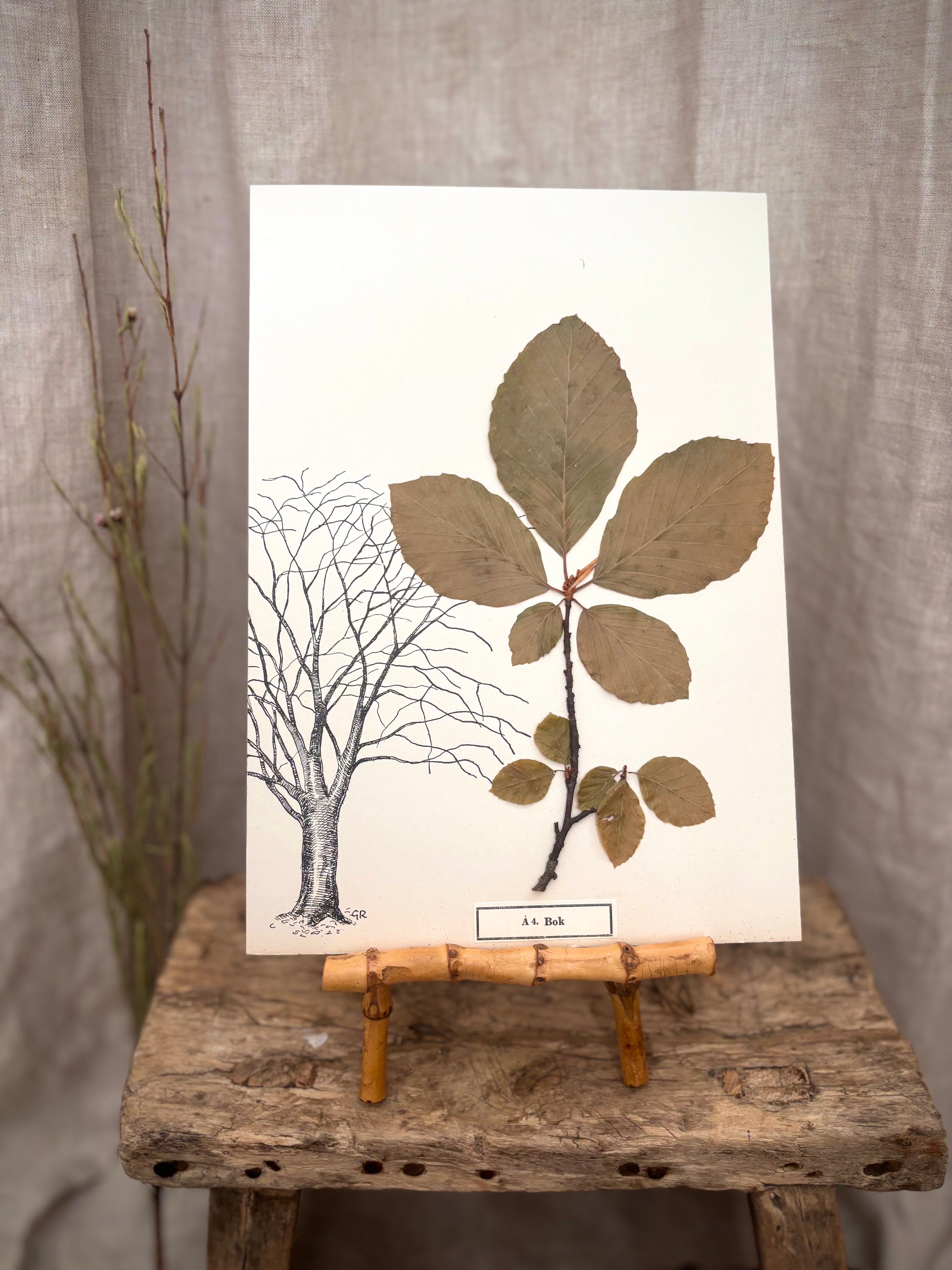 Vintage Pressed Swedish Herbarium A.4. Bok (Beech)
