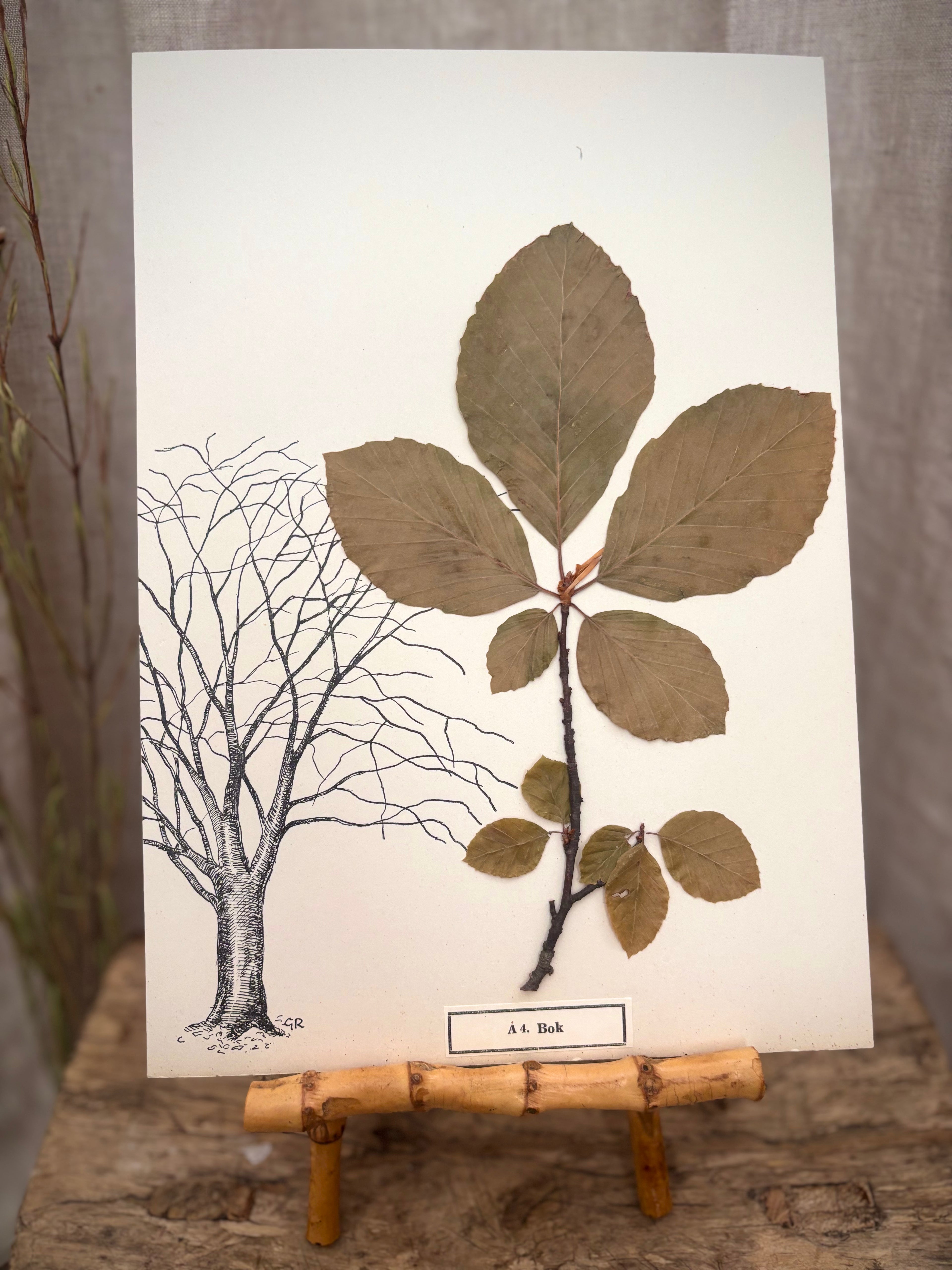 Vintage Pressed Swedish Herbarium A.4. Bok (Beech)