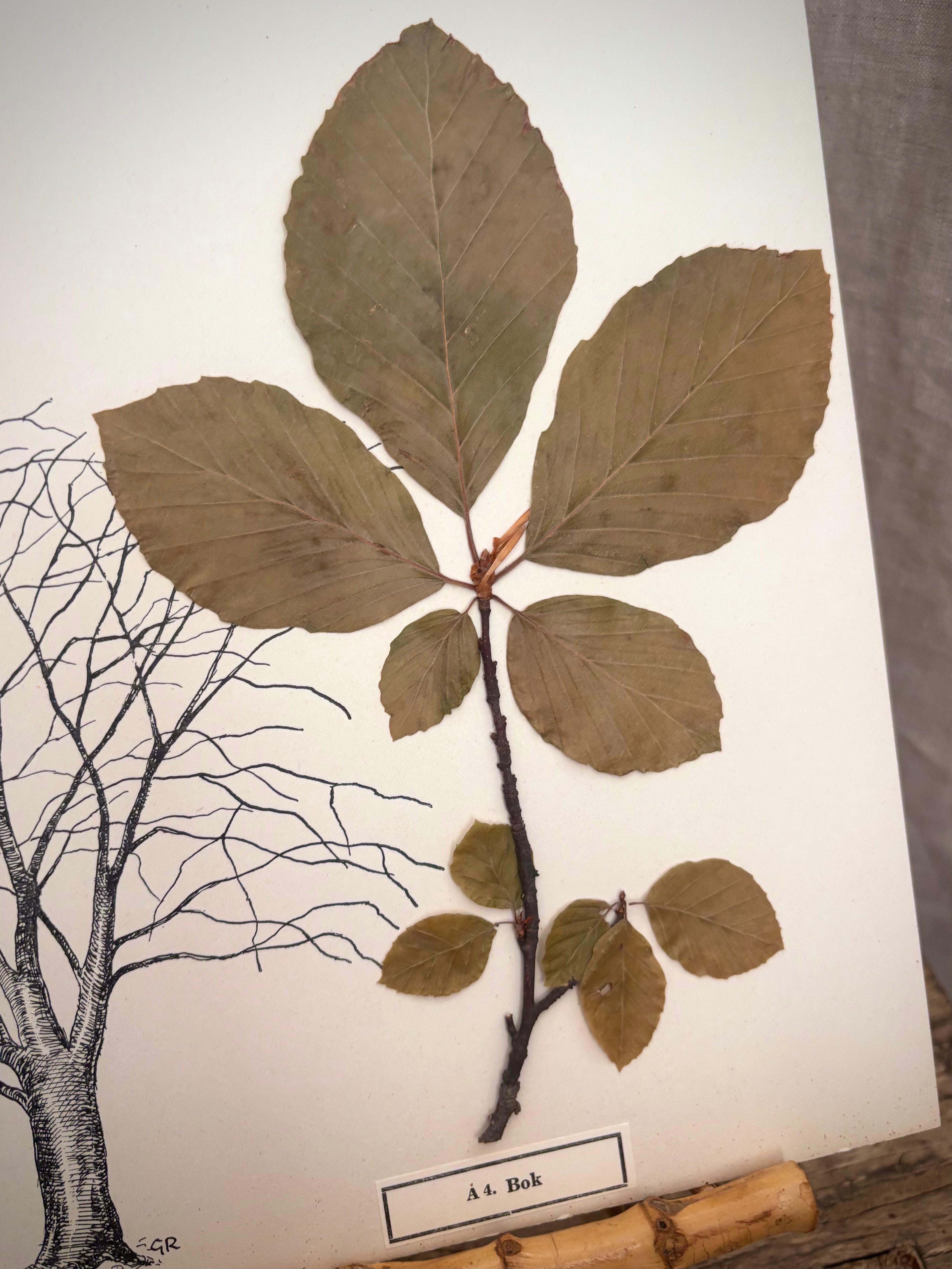 Vintage Pressed Swedish Herbarium A.4. Bok (Beech)